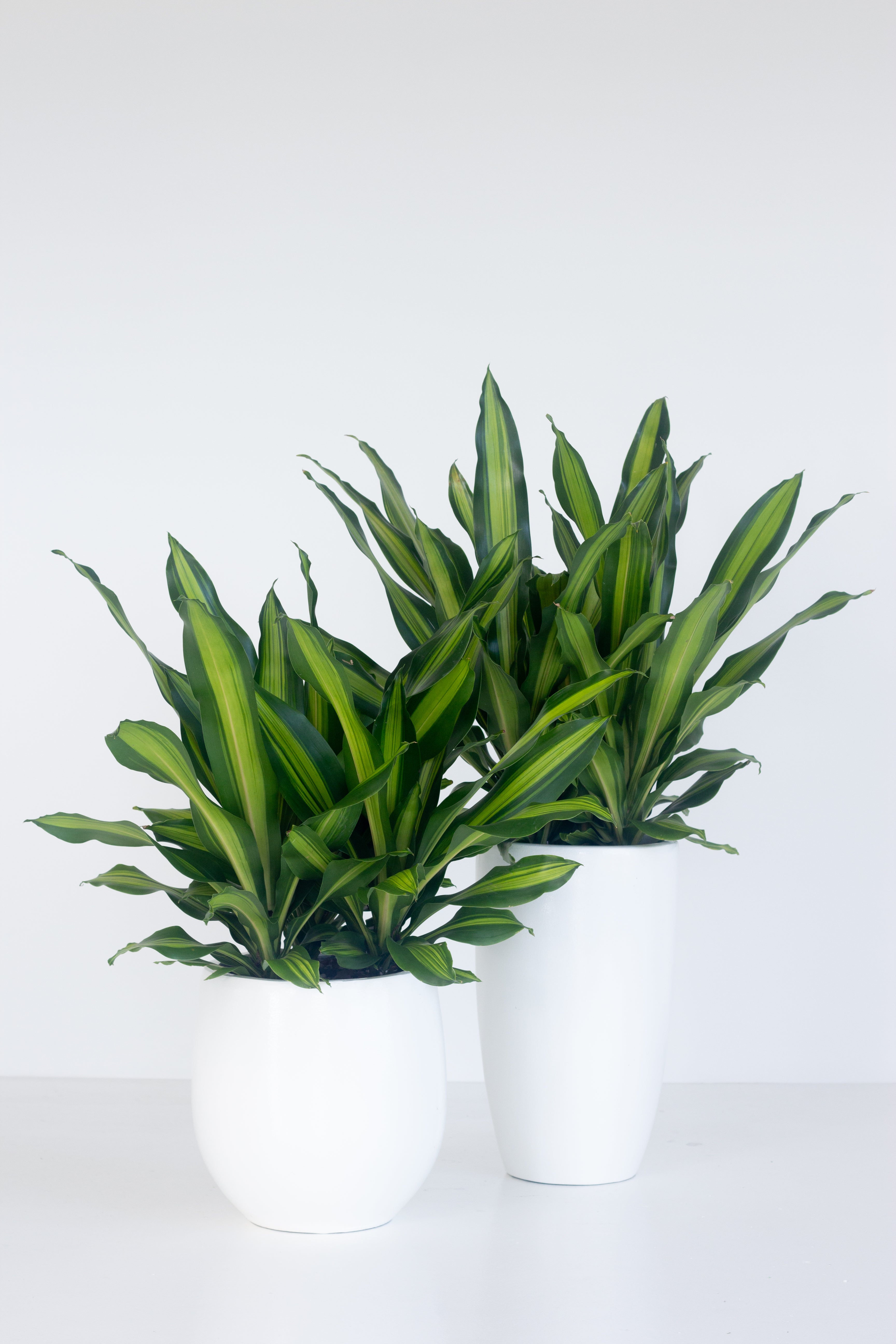 plante dracaena fragrans Dracaena Fragans – Bloomspace