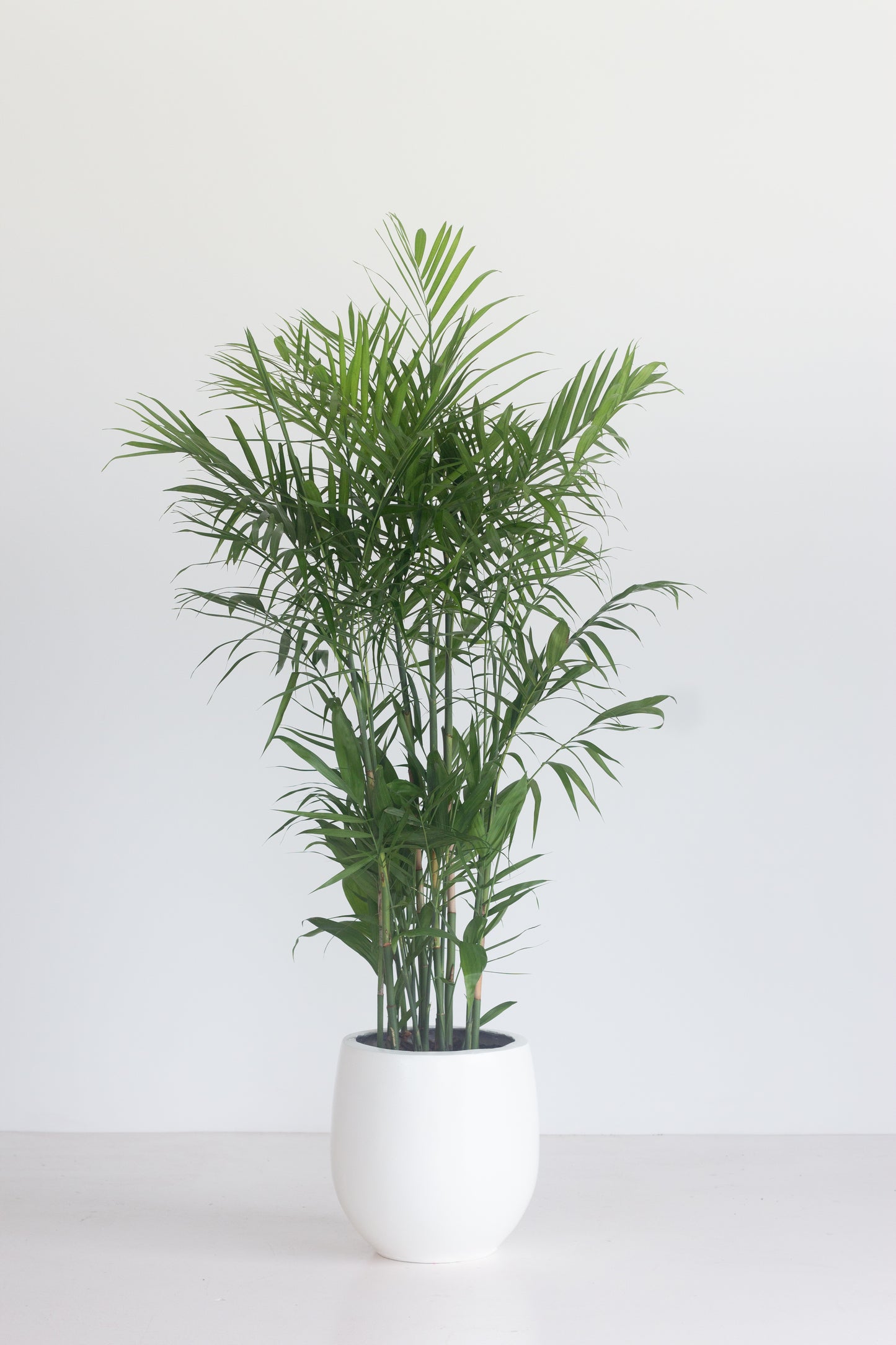 Bamboo Palm