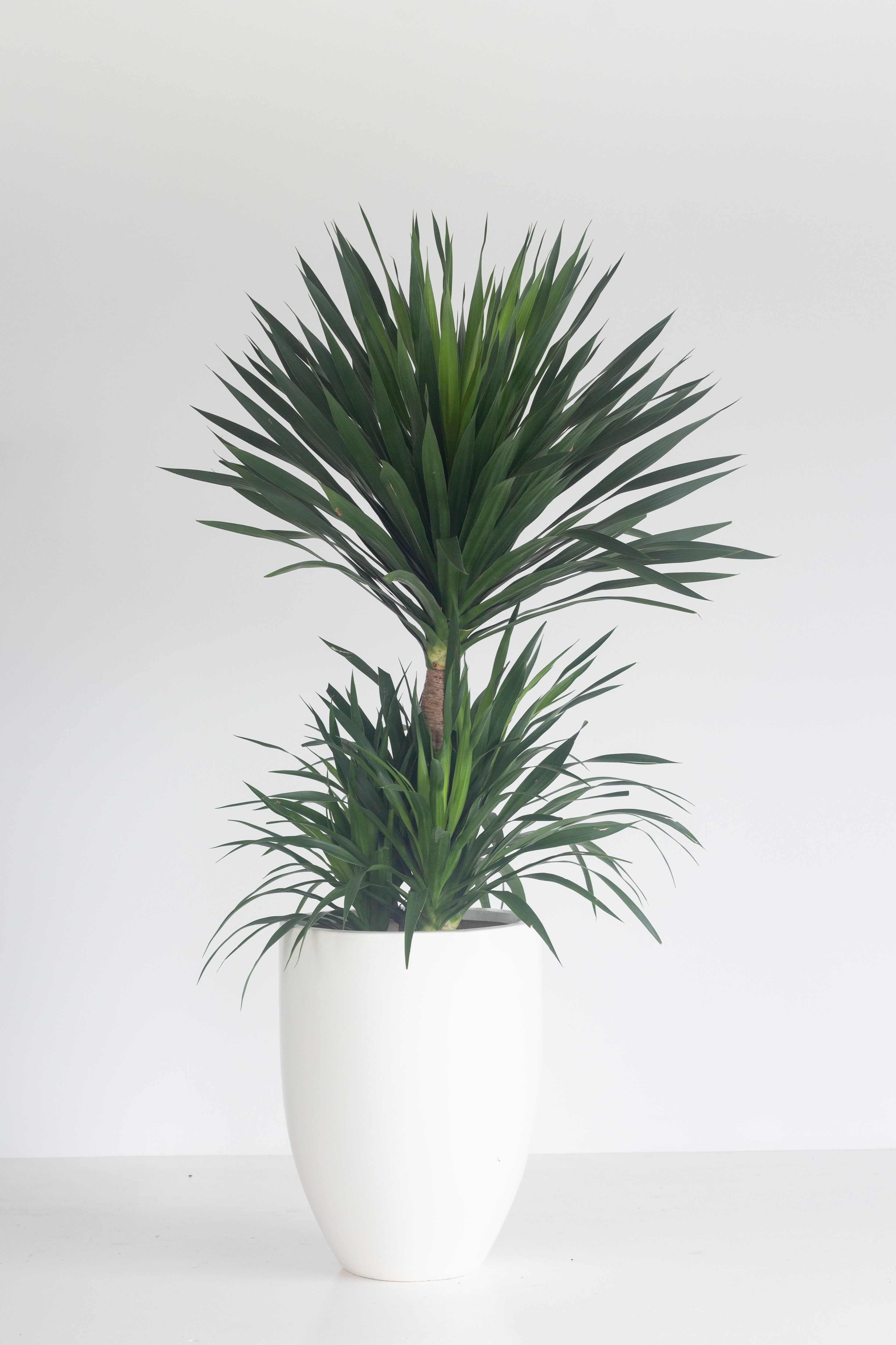 dracaena elephantipes Yucca Elephantipes – Bloomspace