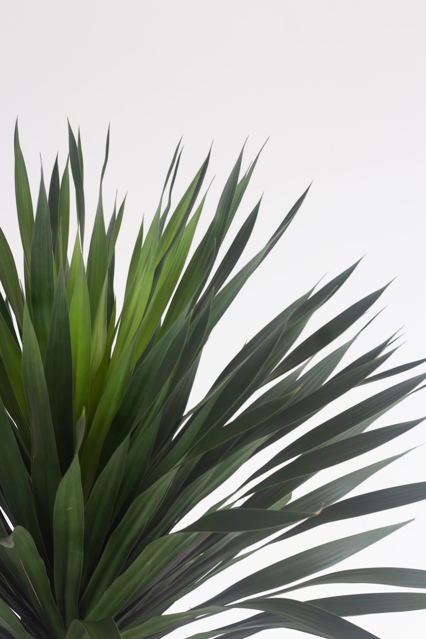 Yucca Elephantipes