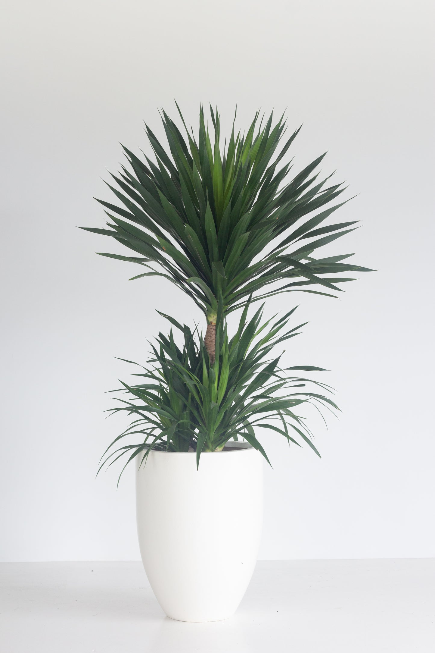 Yucca Elephantipes