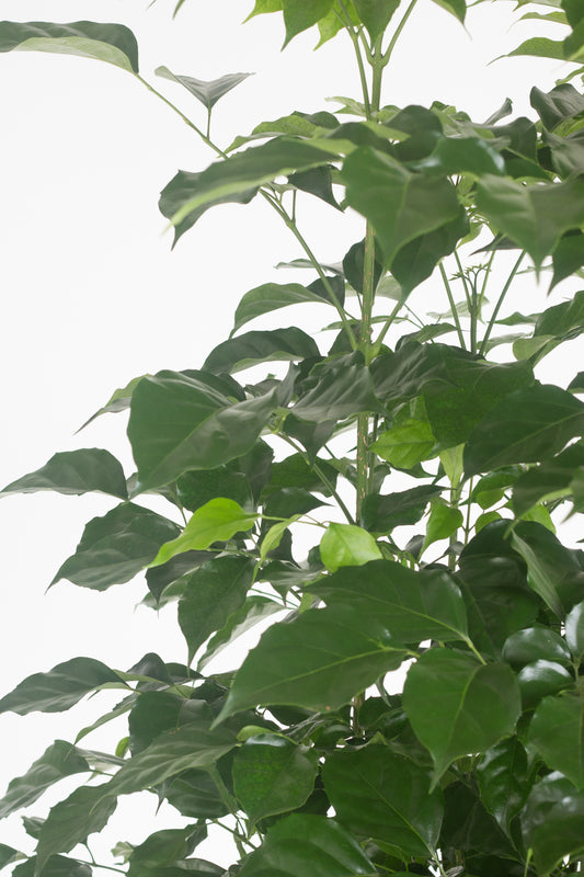 China Doll Plant