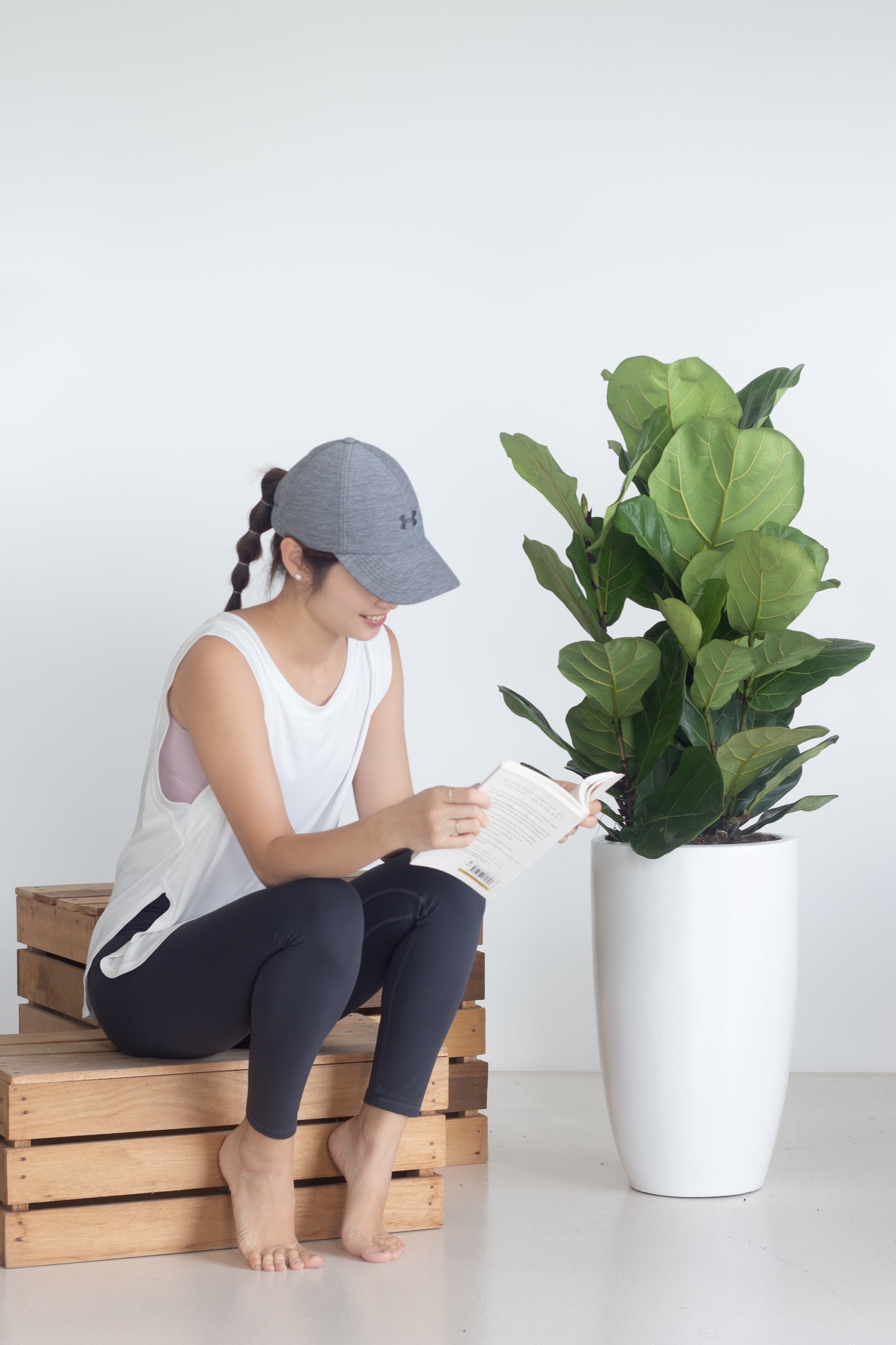 Fiddle Leaf Fig