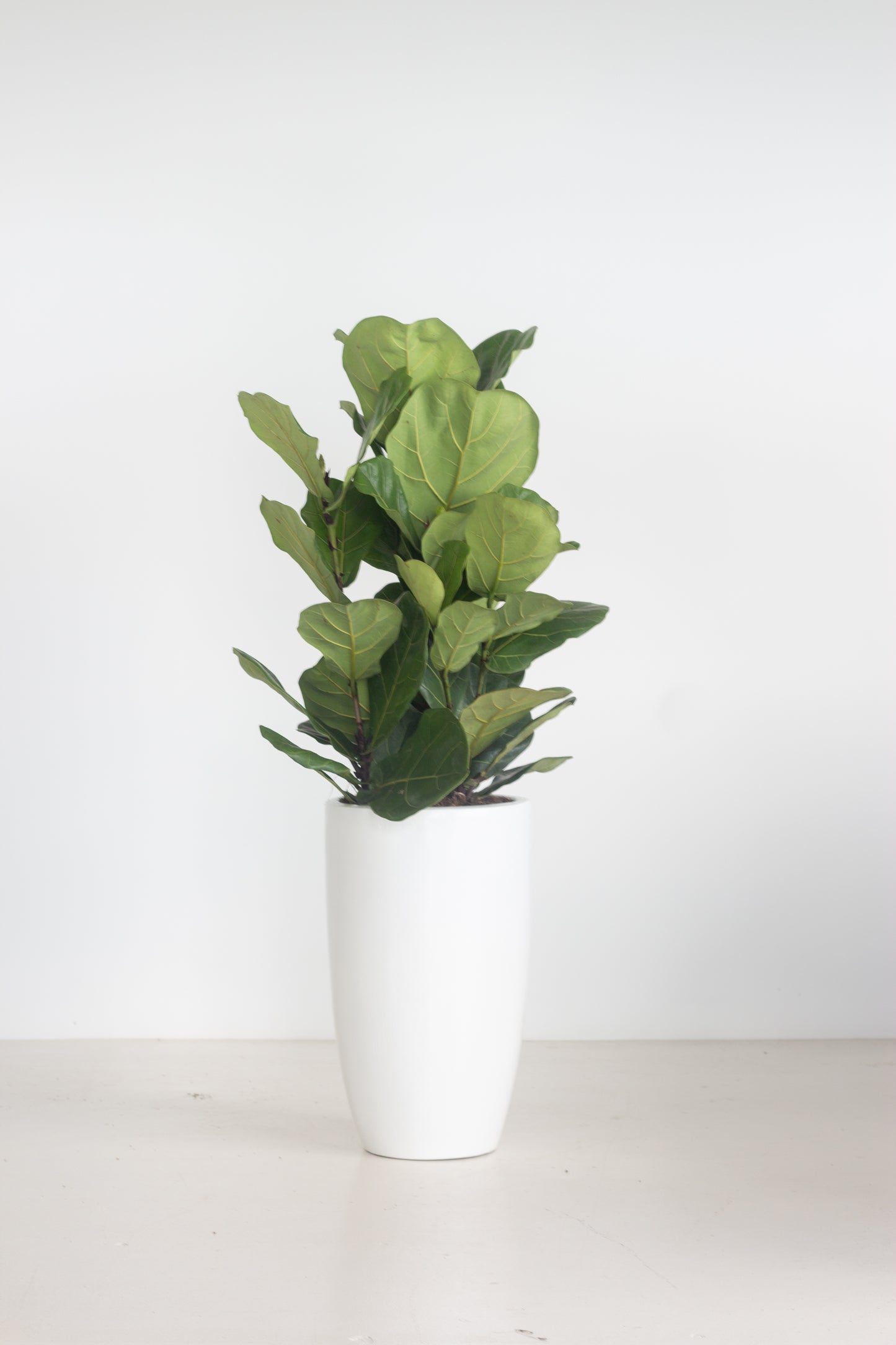 Fiddle Leaf Fig