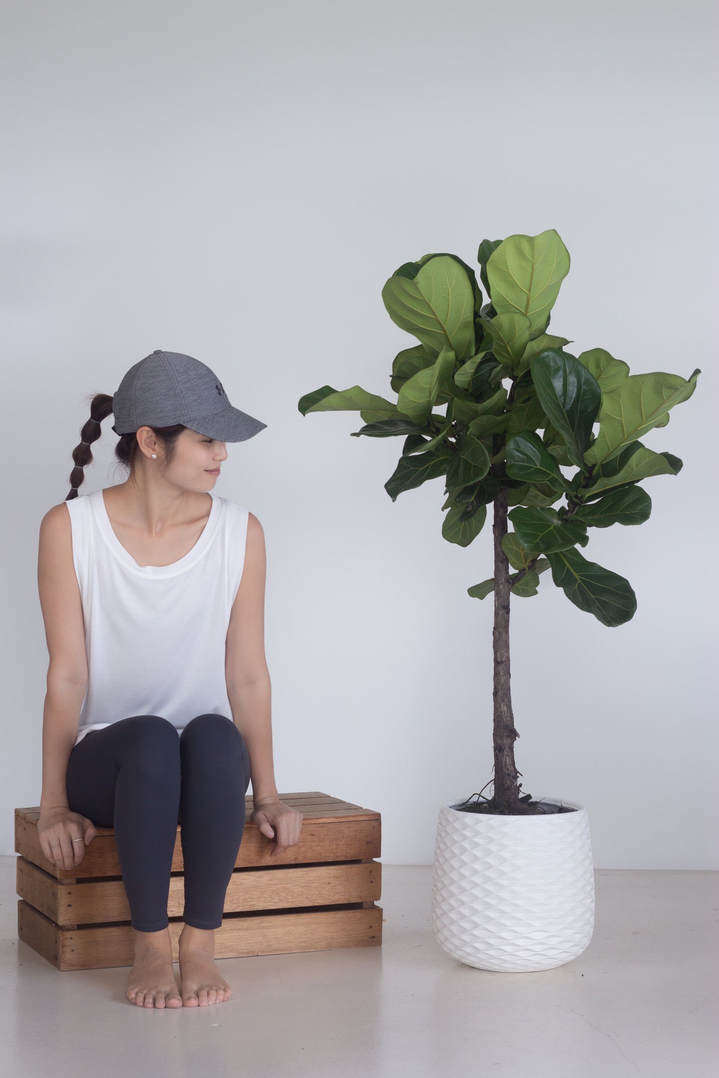 Lollypop Fiddle Fig