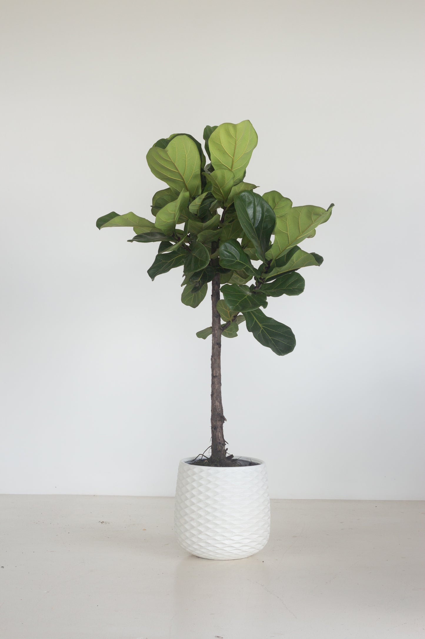Lollypop Fiddle Fig