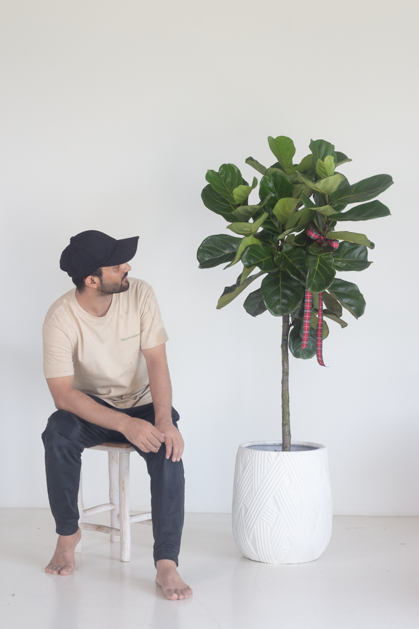 Lollypop Fiddle Fig