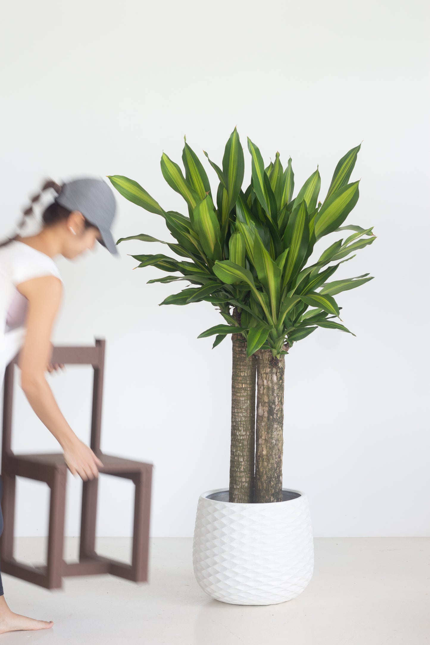 Dracaena Majestica