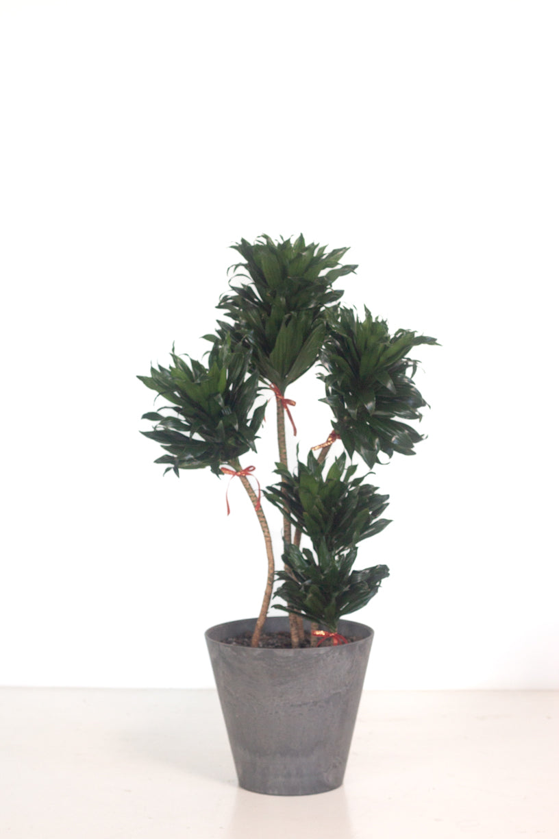 Dracaena Janet Craig