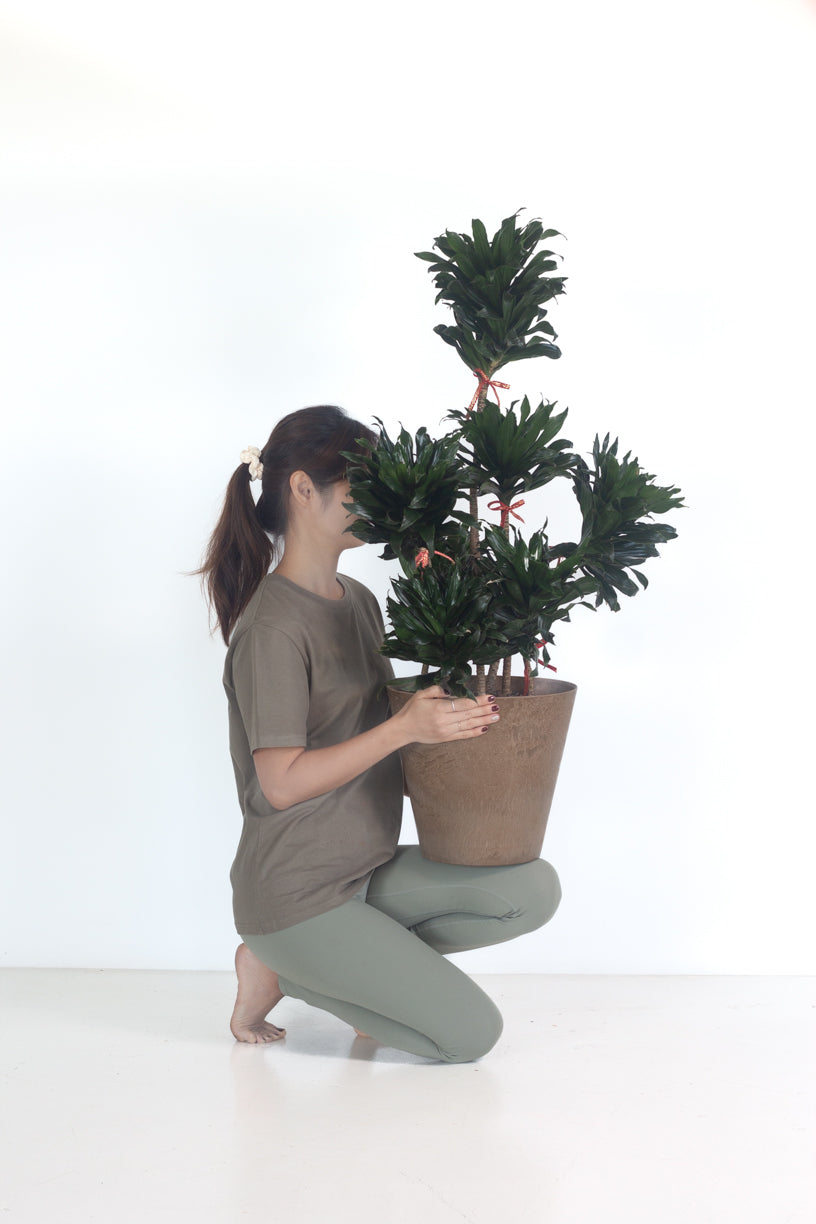 Dracaena Janet Craig