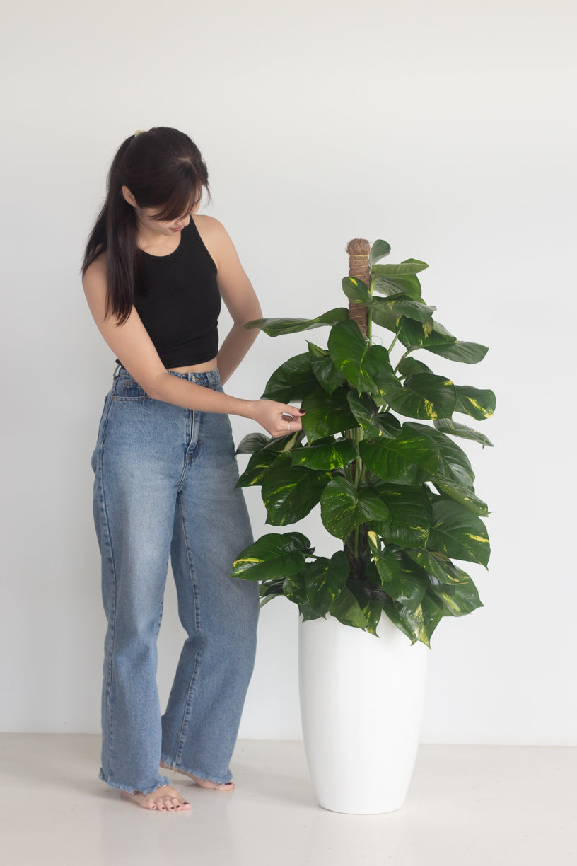 Golden Pothos