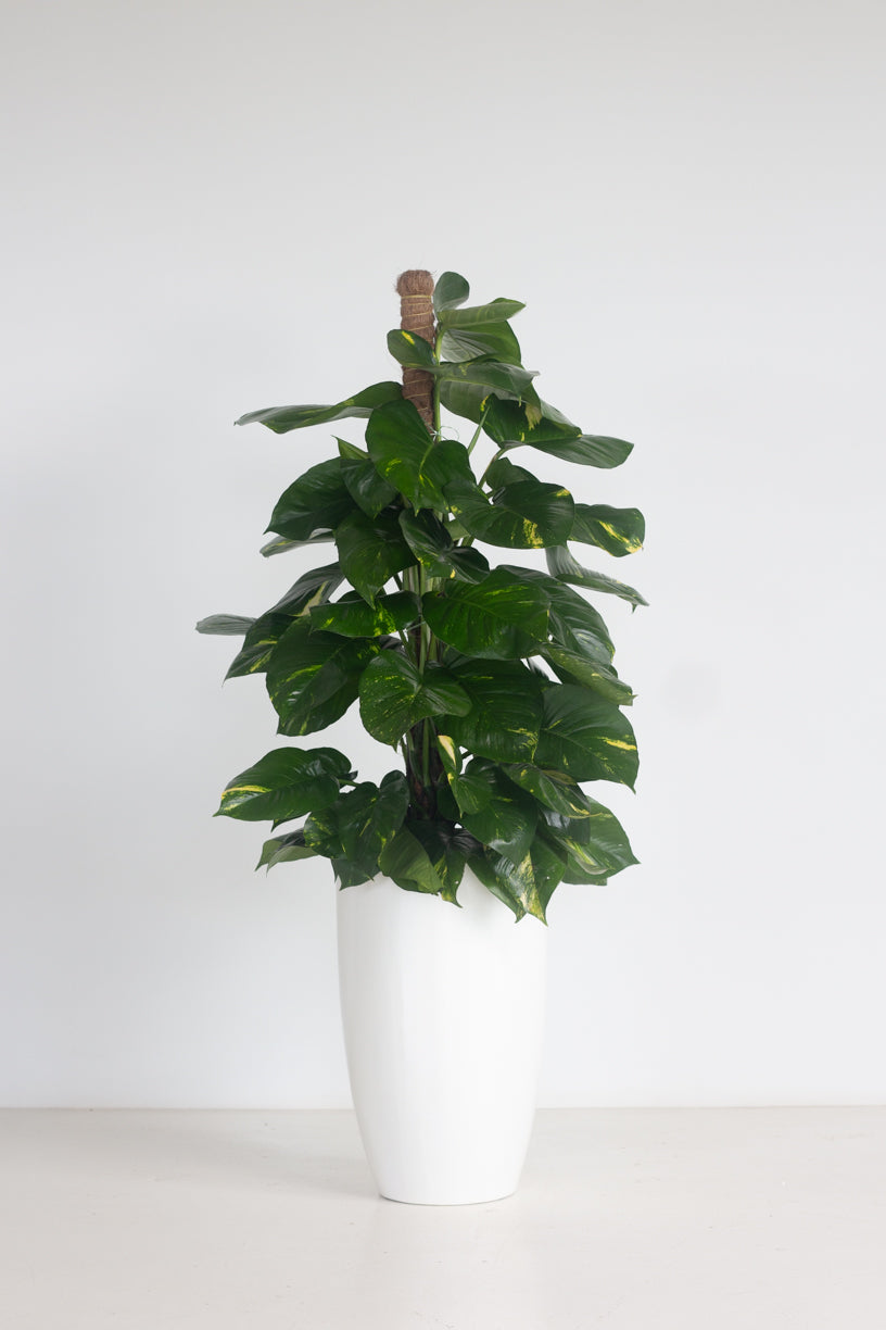 golden pothos pot size Golden Pothos – Bloomspace