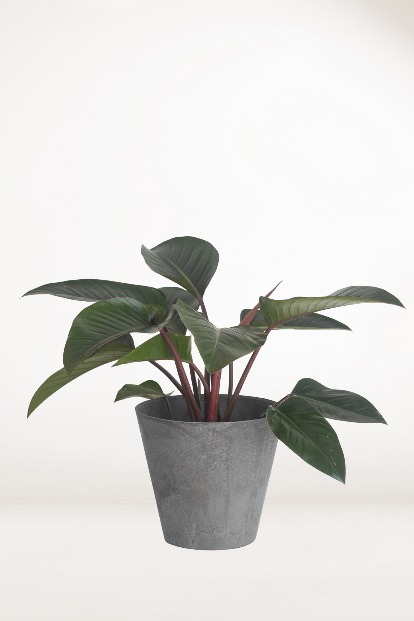 Philodendron Red Congo