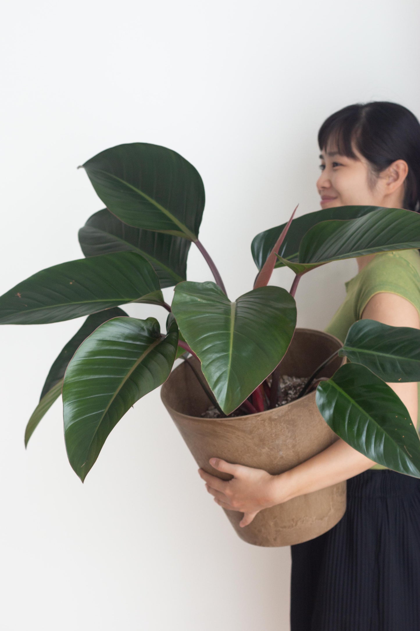 Philodendron Red Congo
