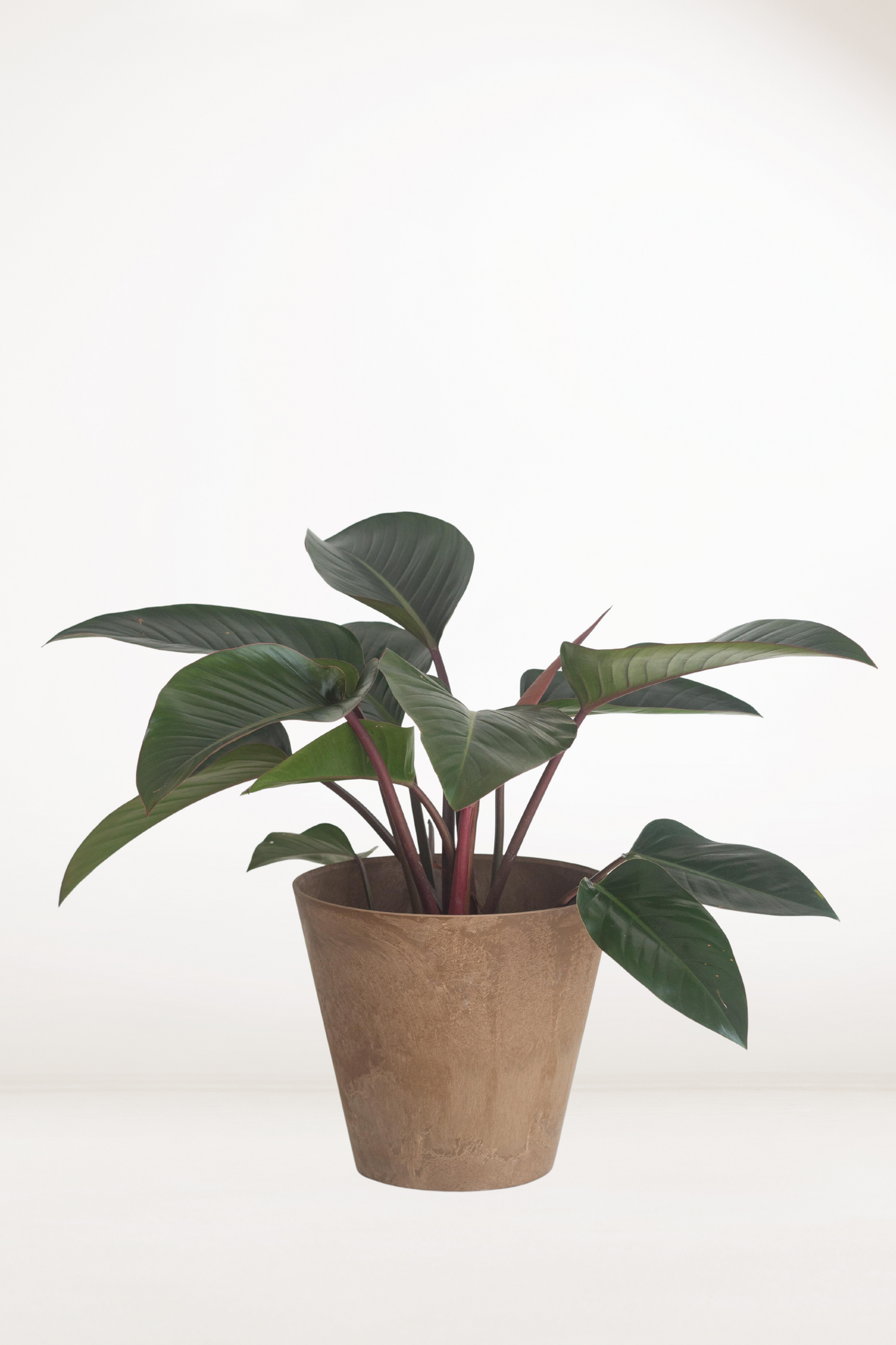 Philodendron Red Congo