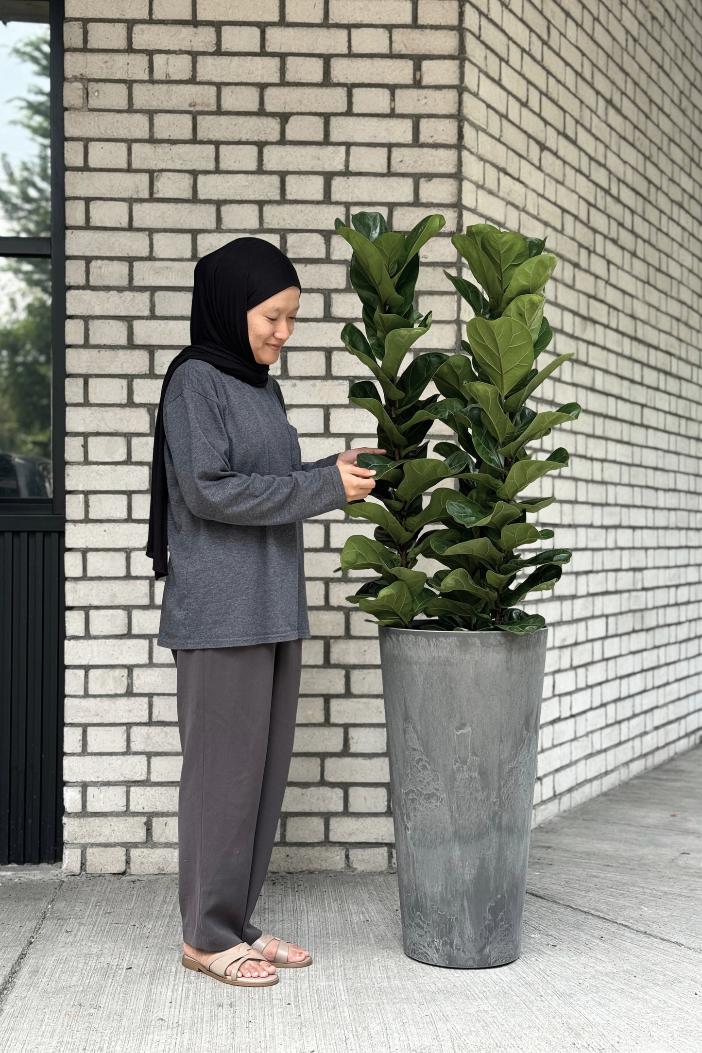 Fiddle Leaf Fig