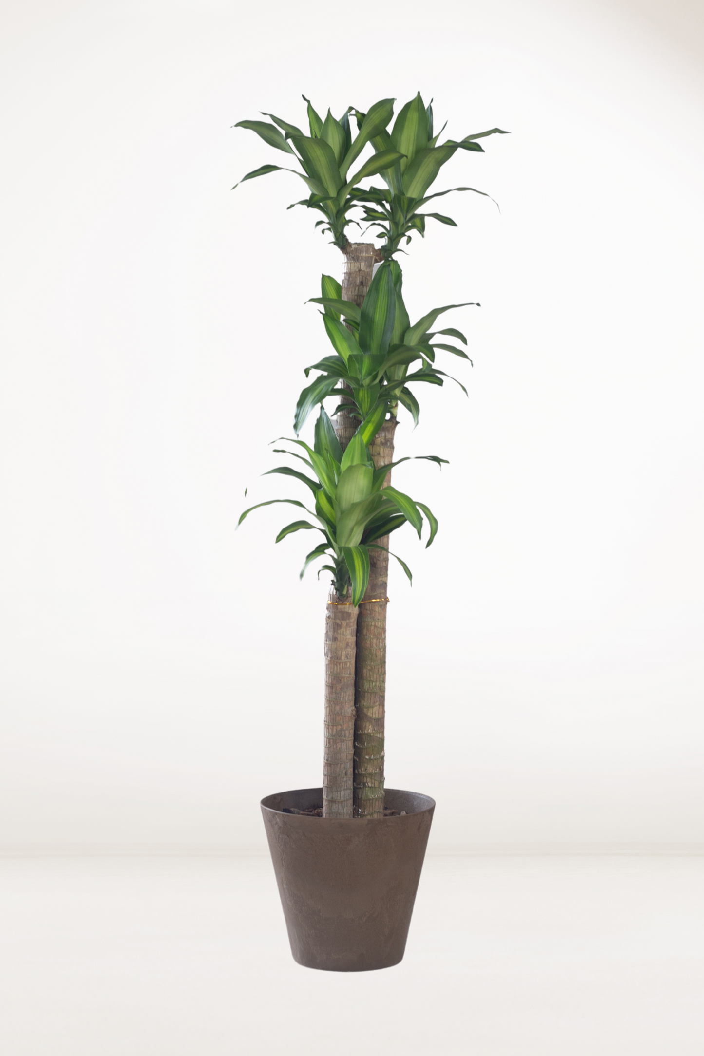 Dracaena Fragans Cane