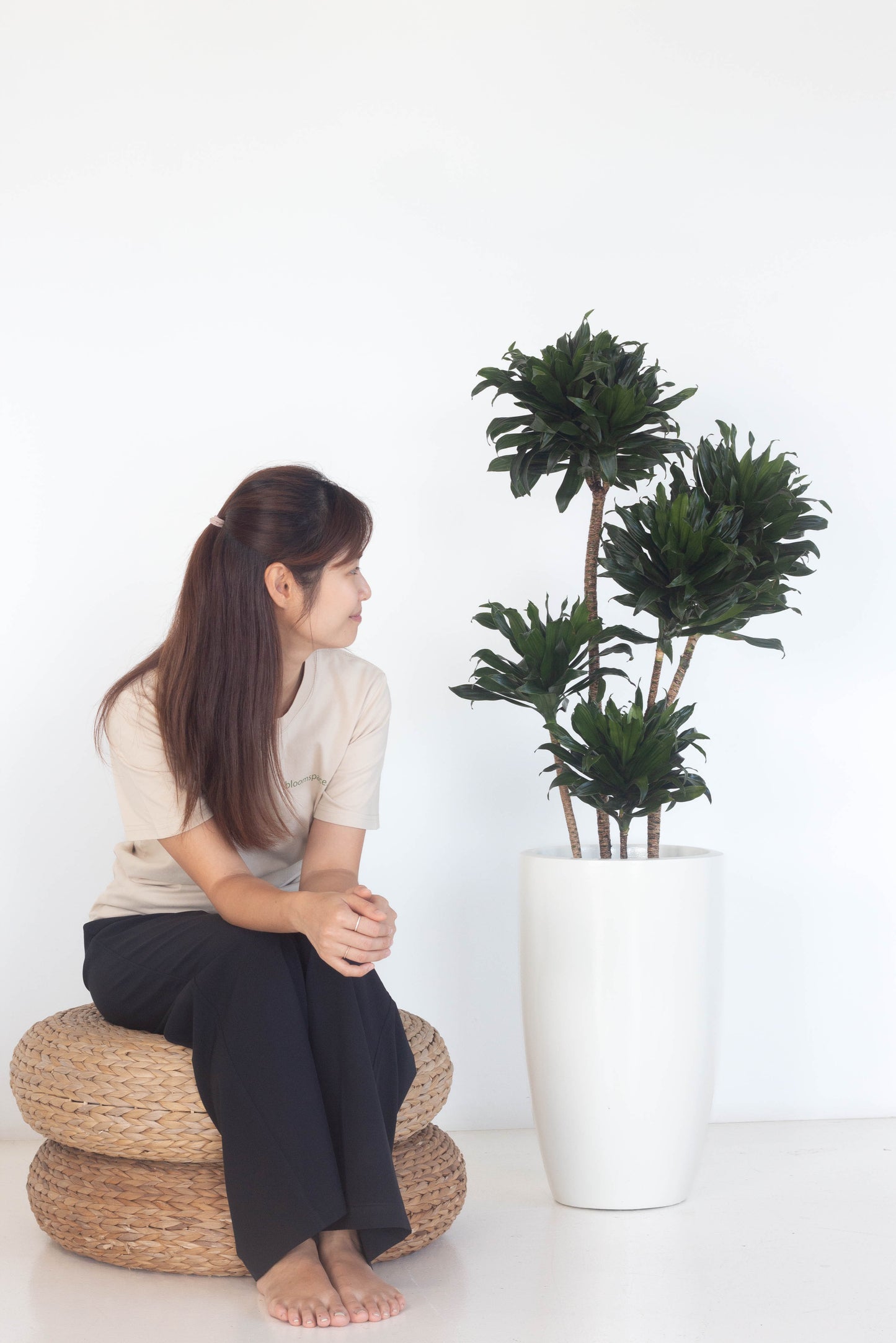 Dracaena Janet Craig