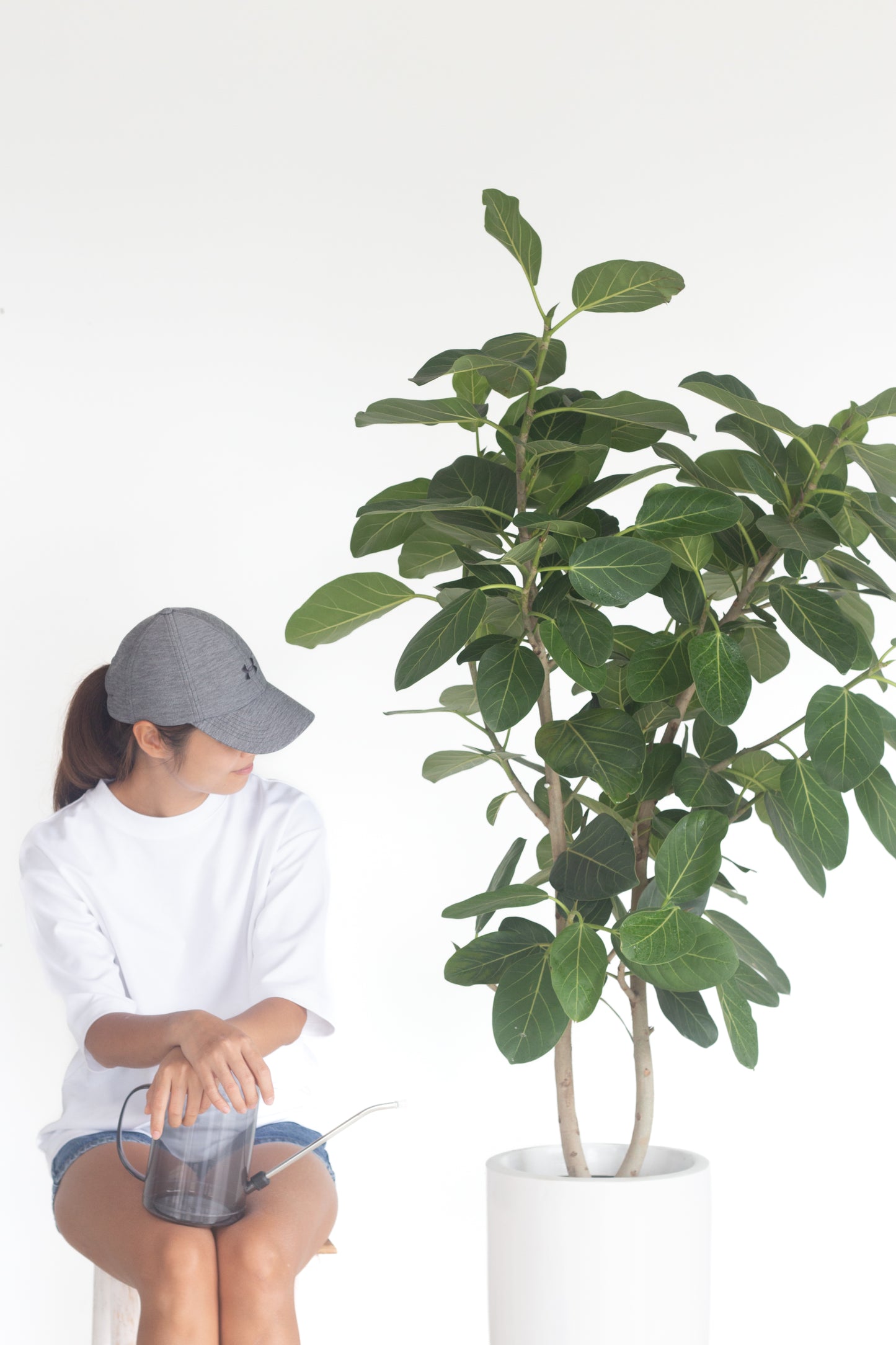 Ficus Audrey