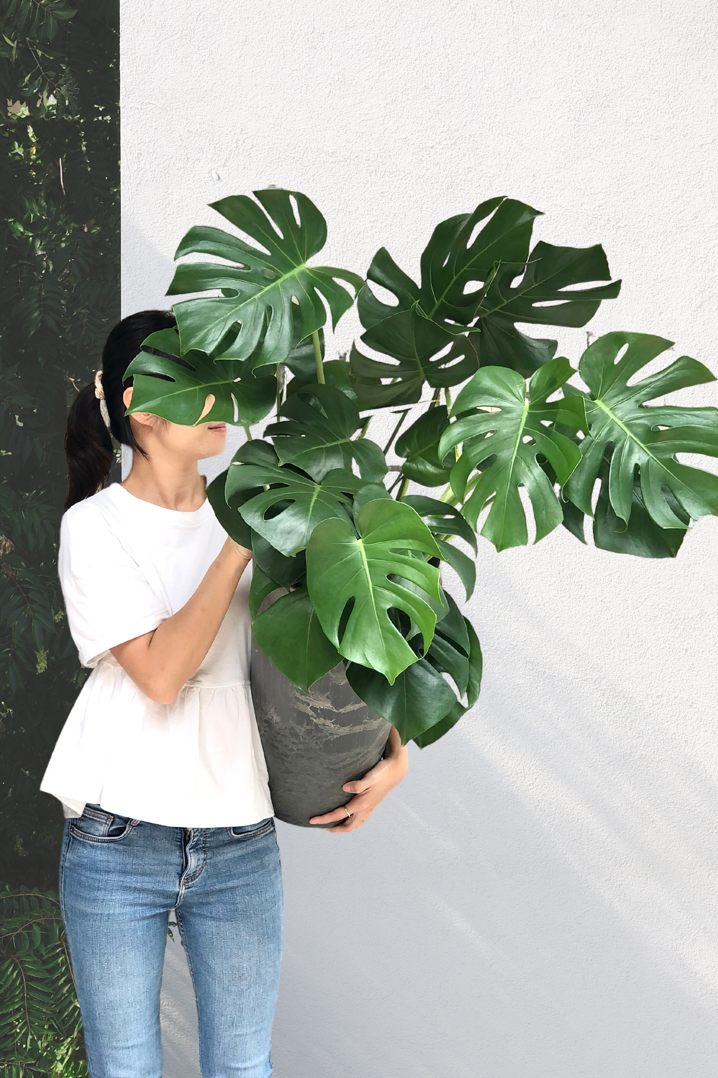 Monstera Deliciosa