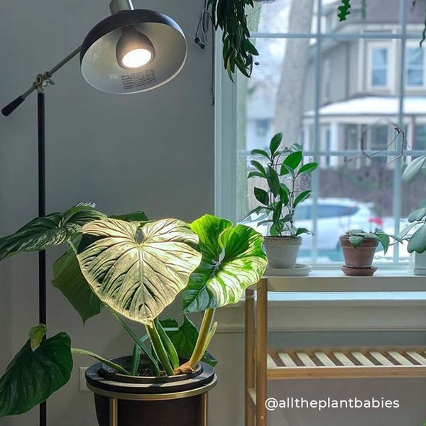 Vita™ Growlight