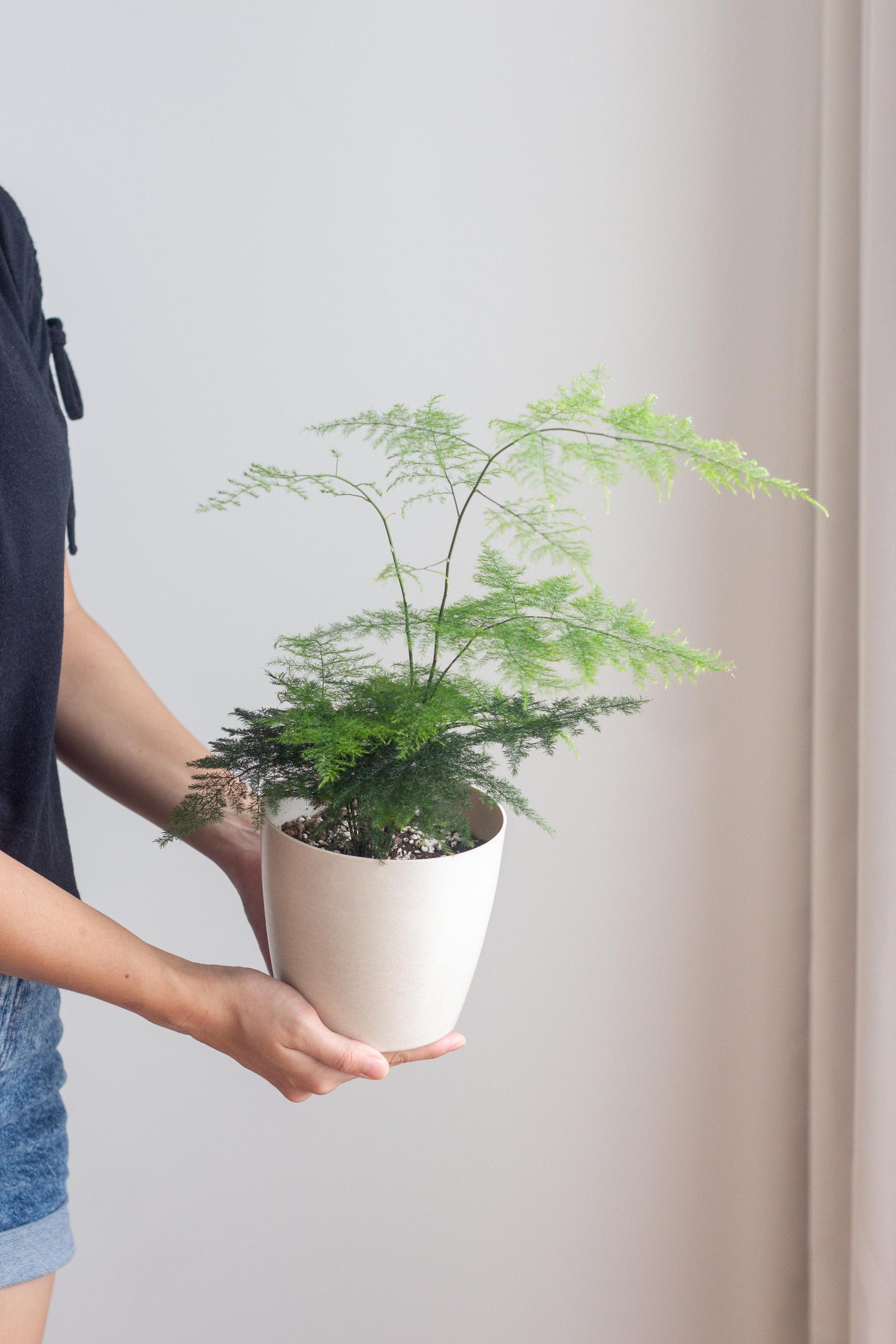 Plumosa Fern