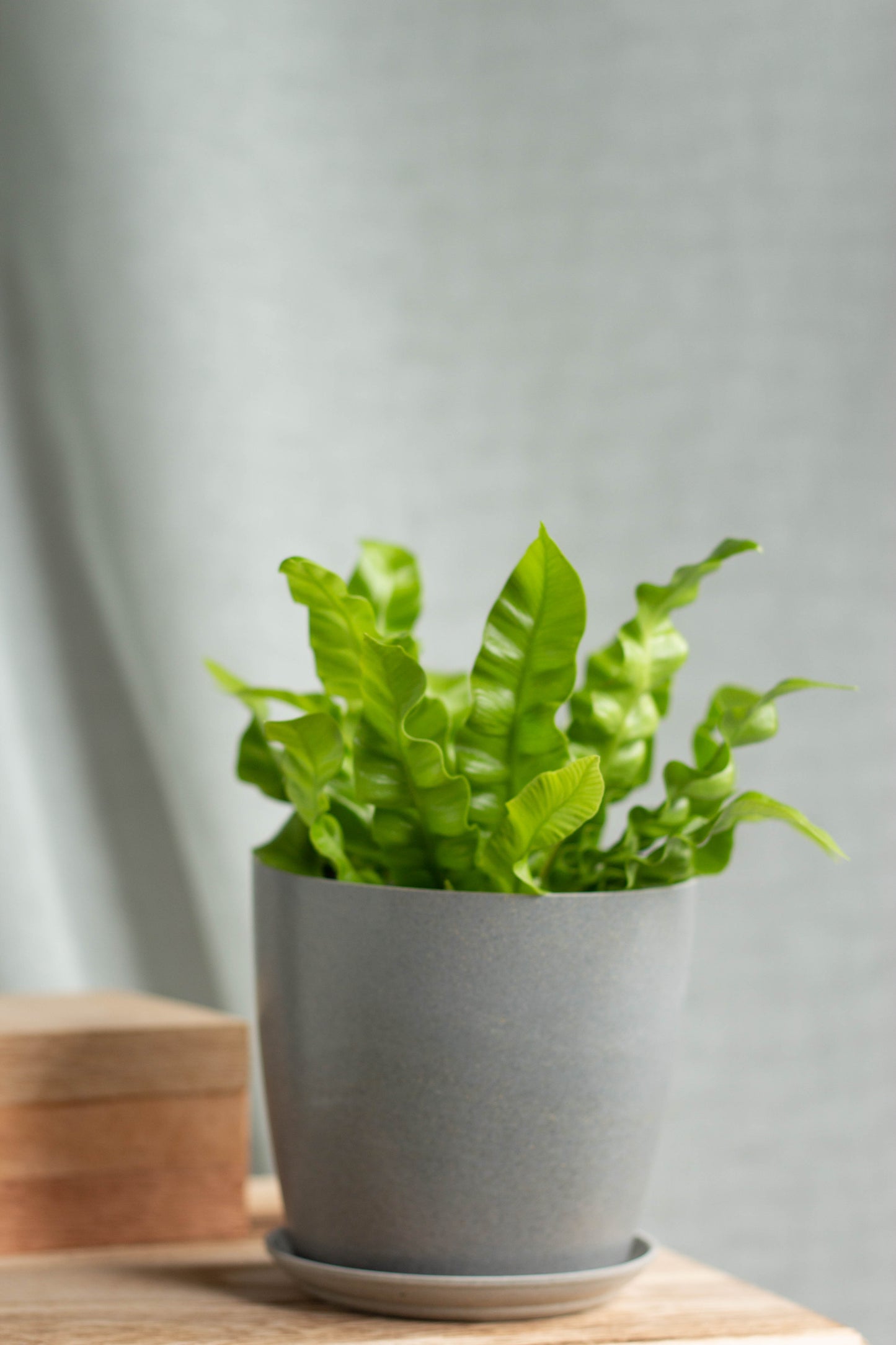 Closeup-Bird Nest Fern