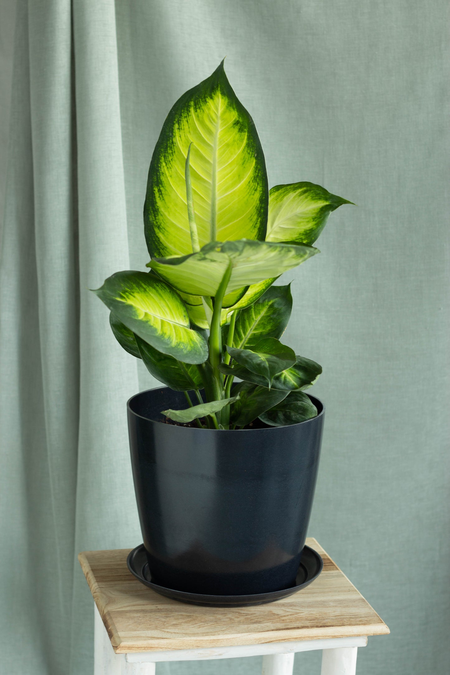 Dieffenbachia Honeydew