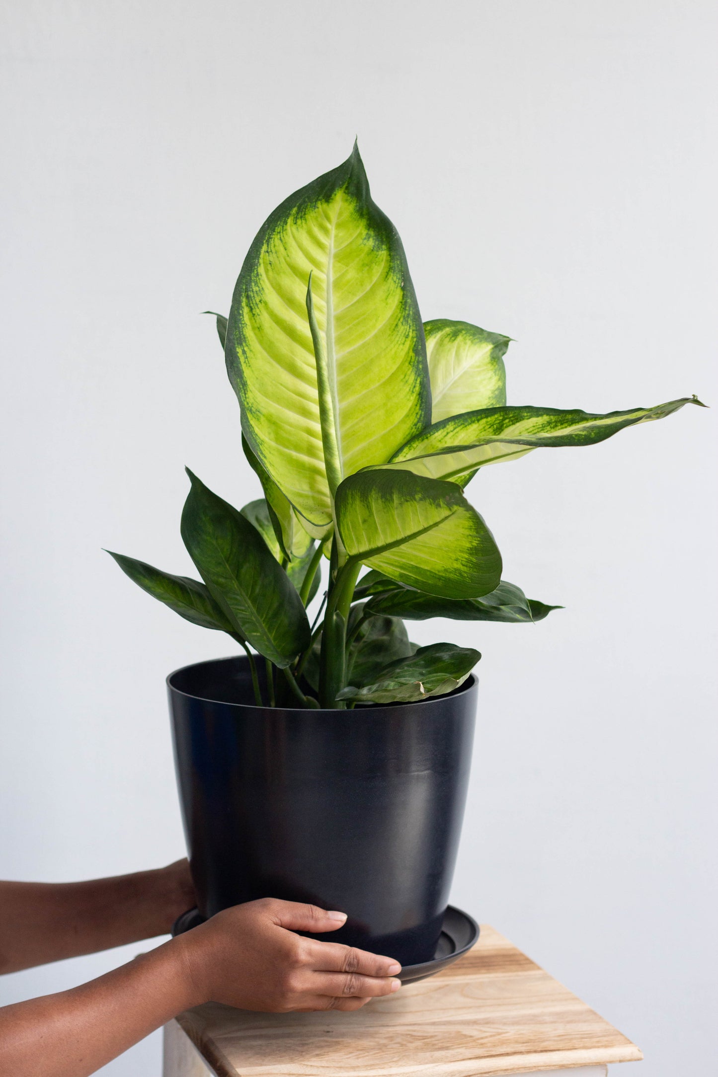 Dieffenbachia Honeydew