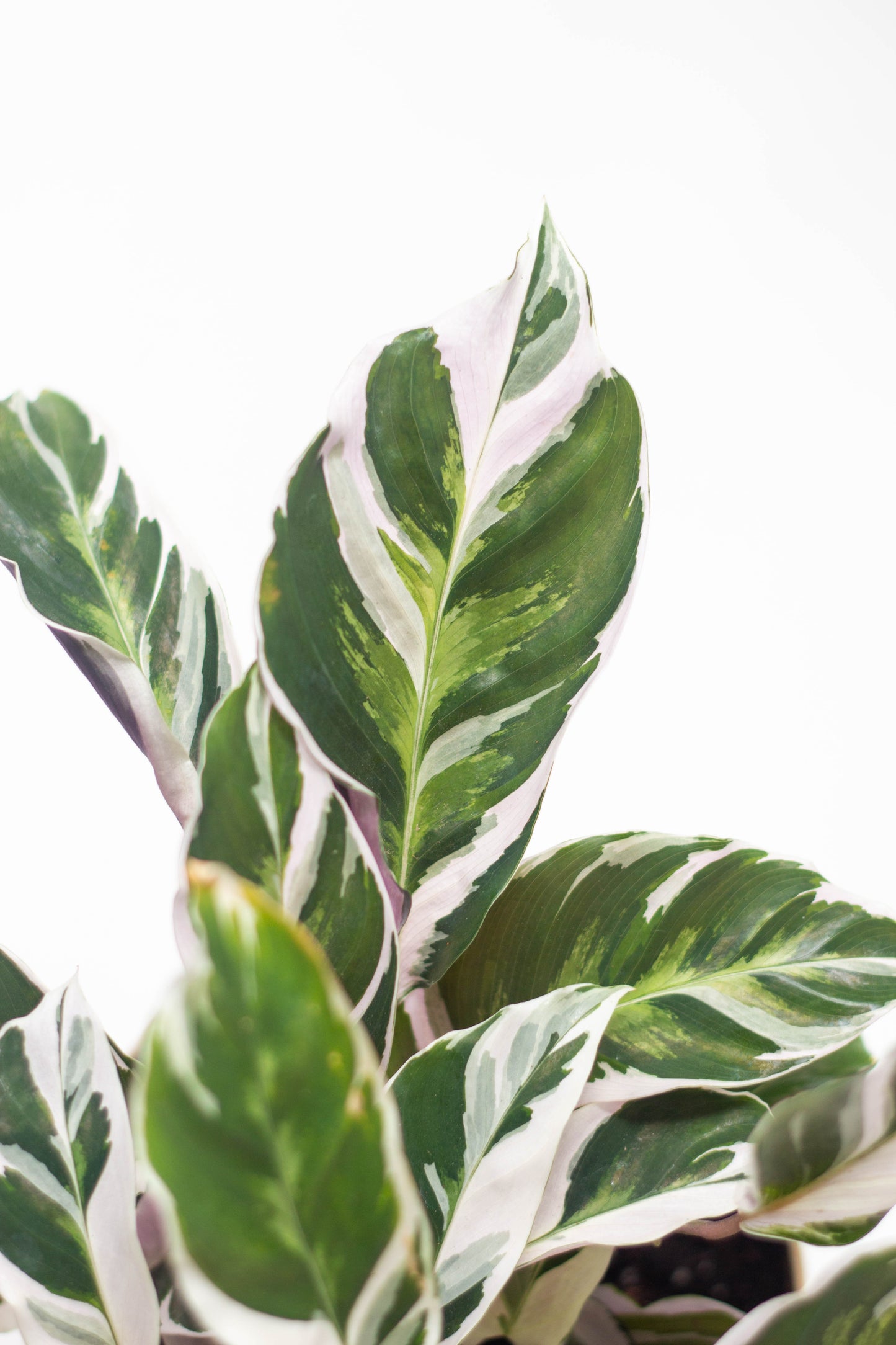 Calathea White Fusion