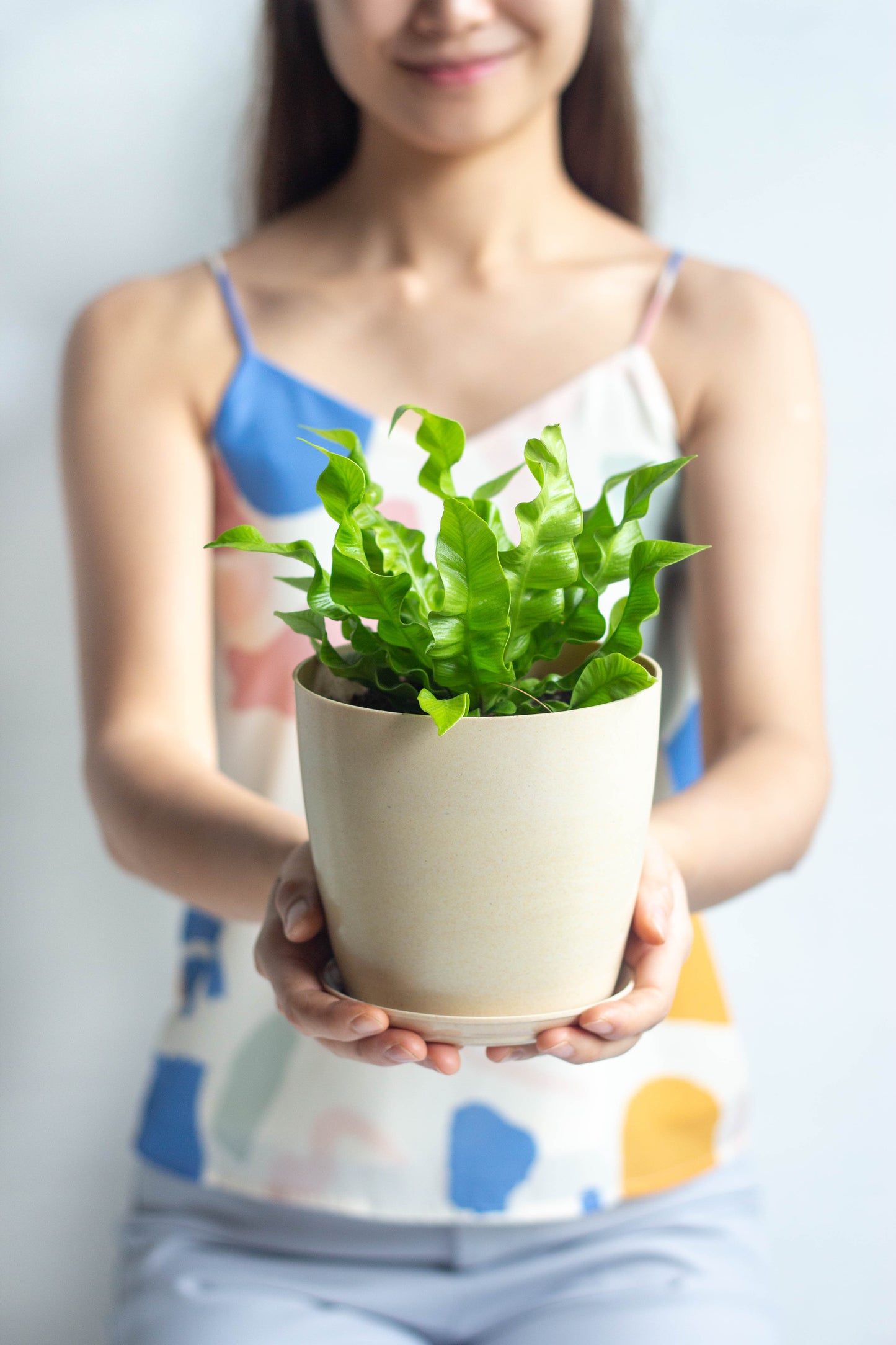 Bird's Nest Fern