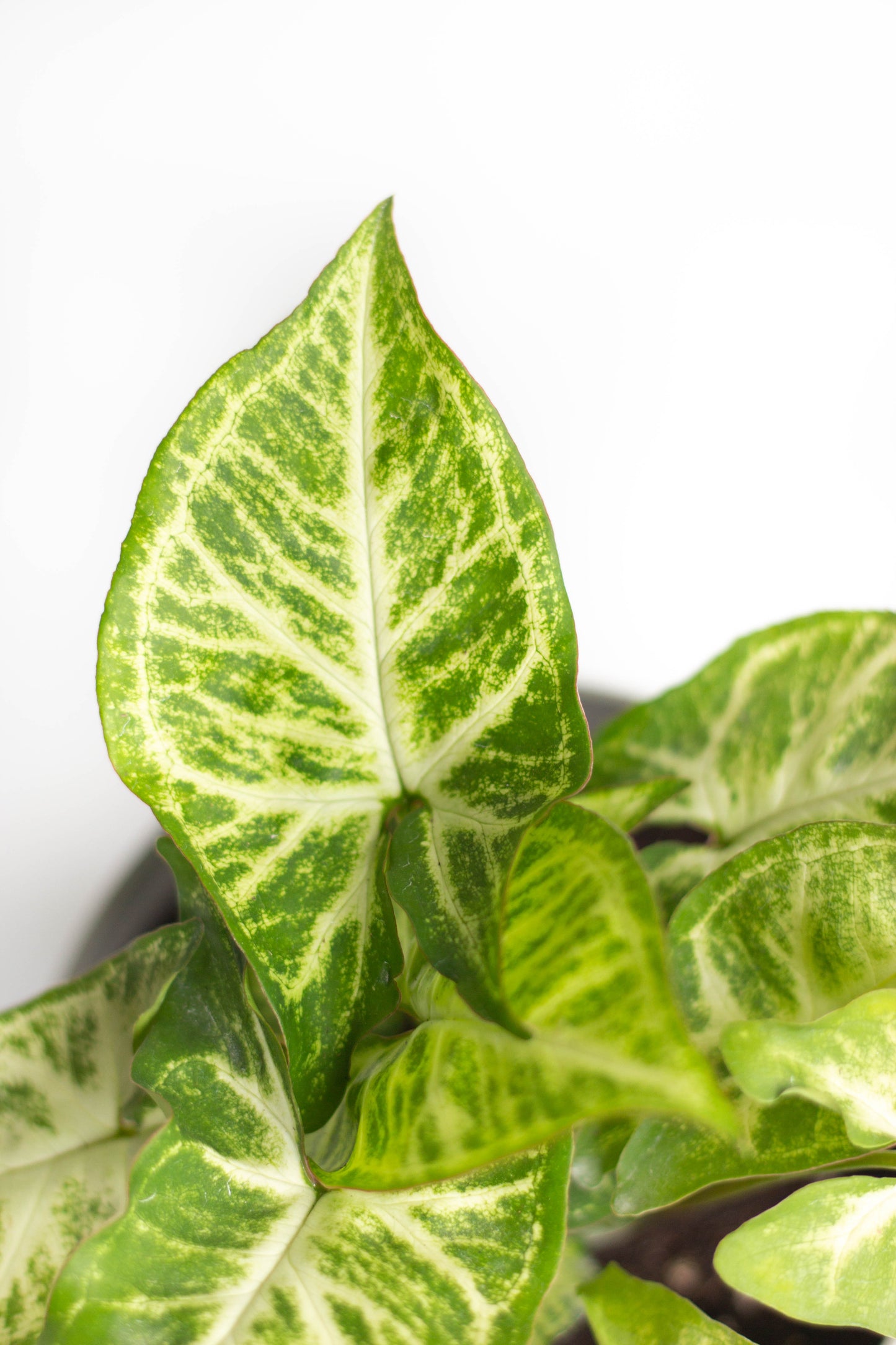 Closeup-Syngonium