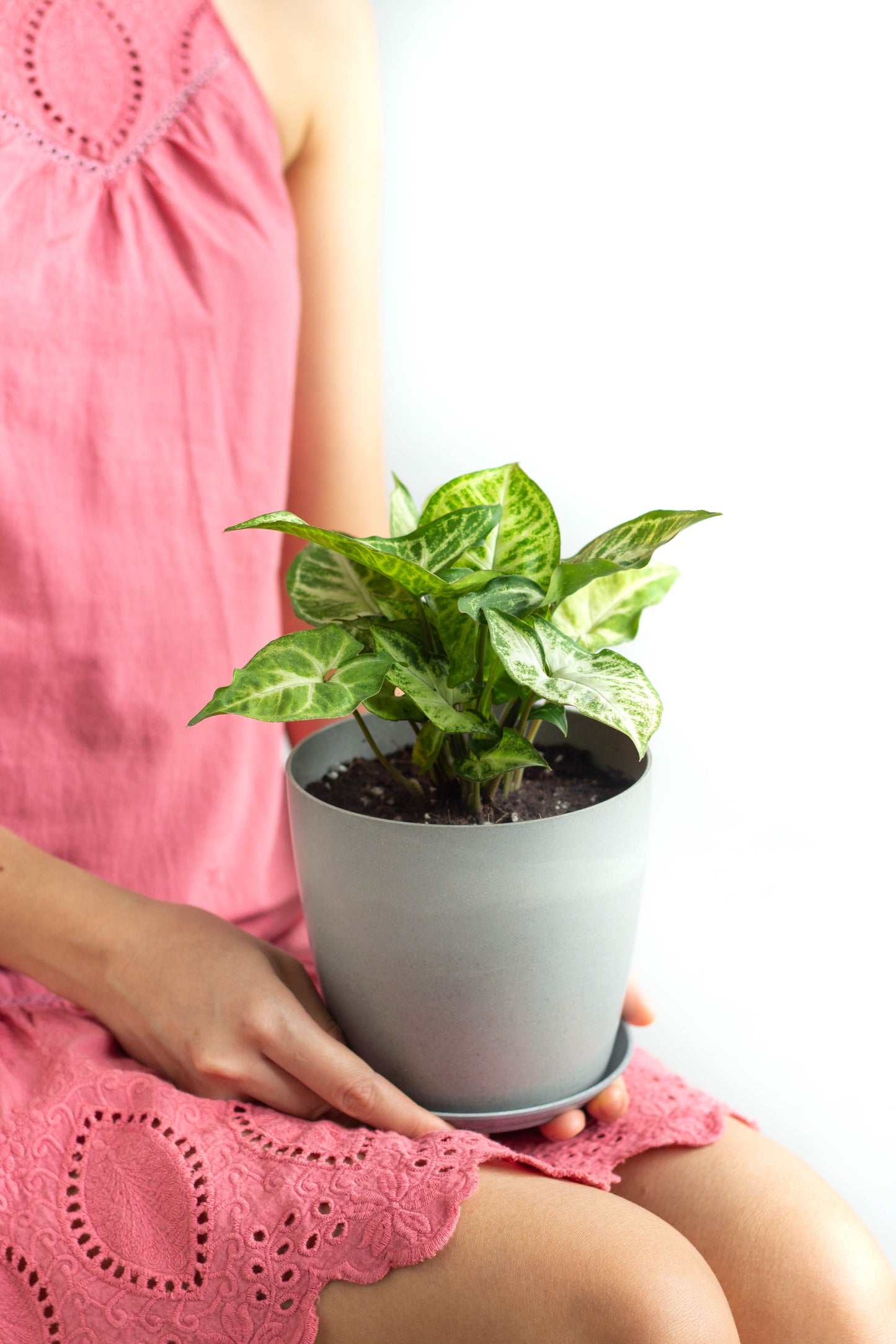 Syngonium Podophyllum