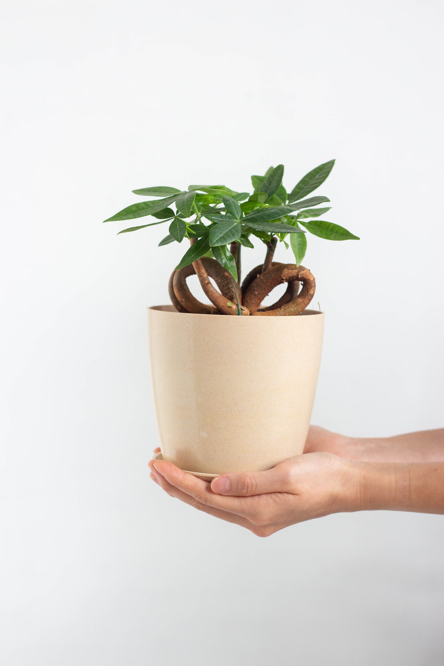Bonsai Money Tree