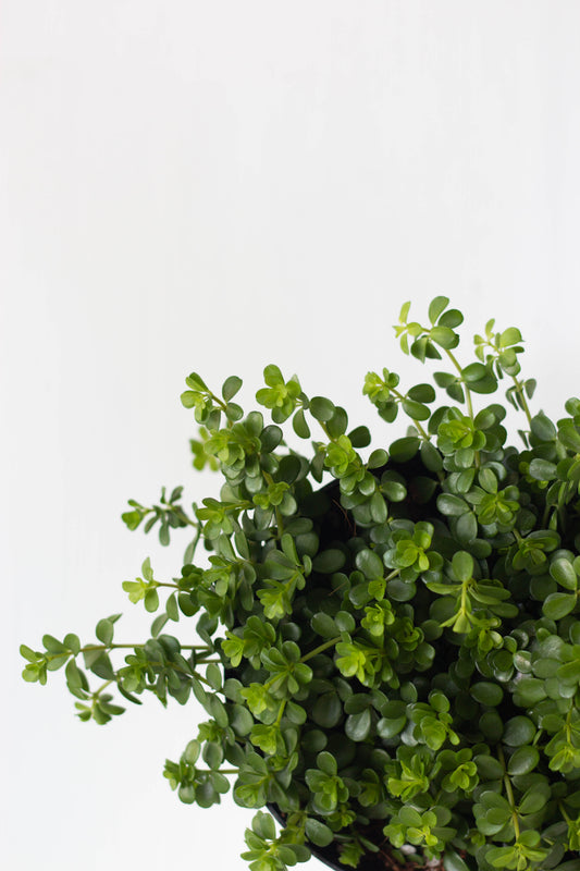 Peperomia Deppeana