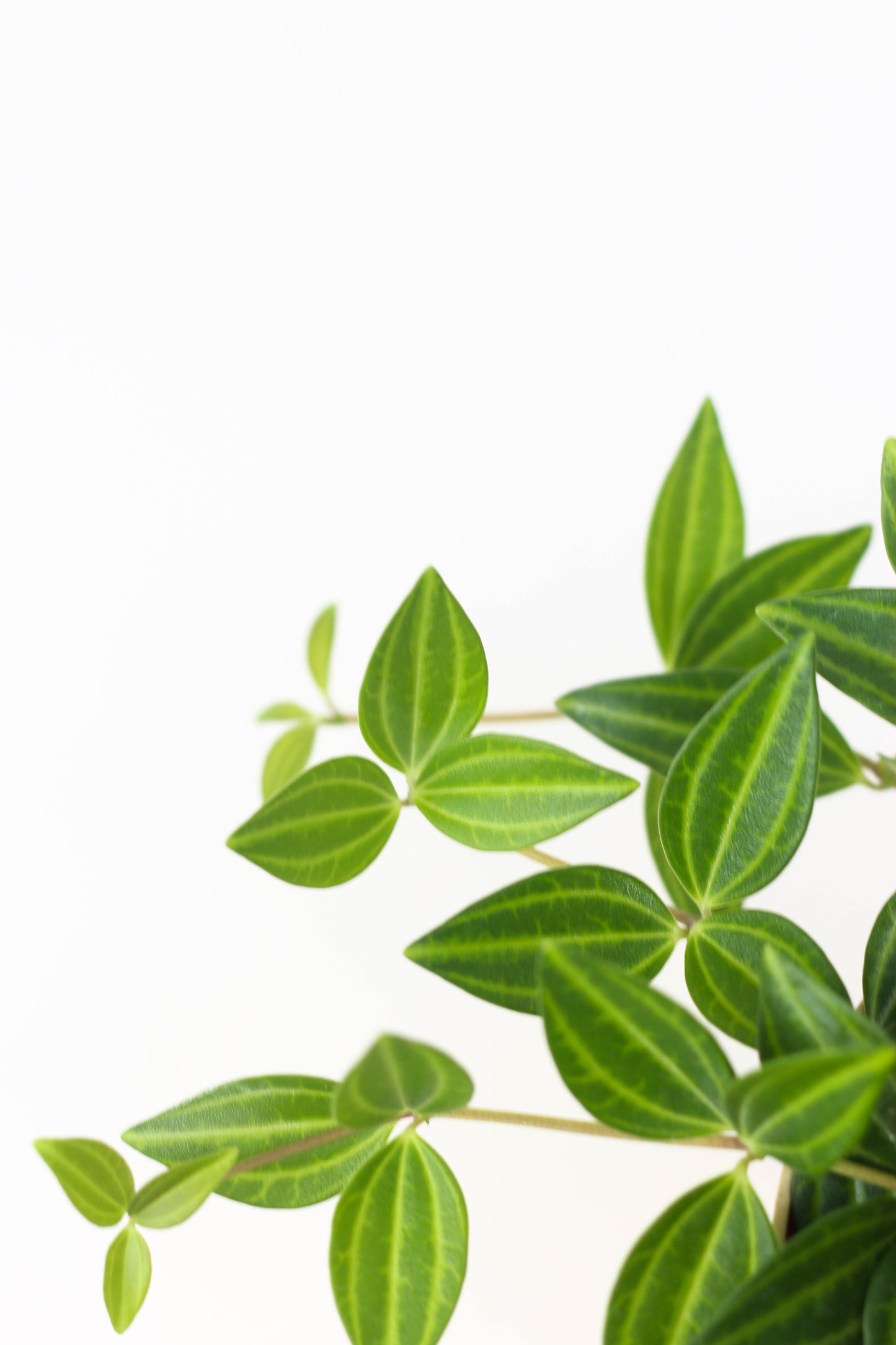 Closeup-Beetle Peperomia