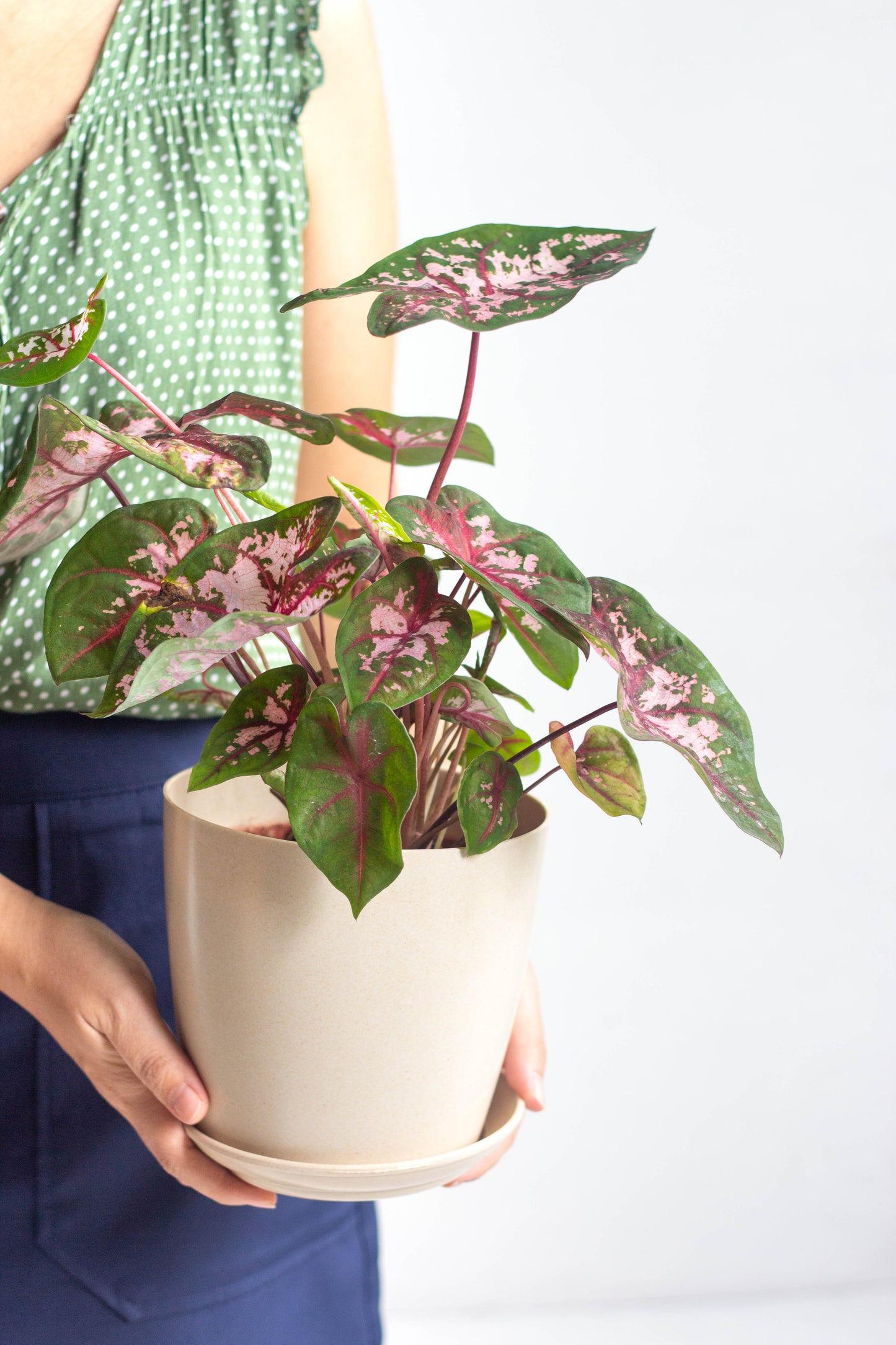 Caladium Carolyn Whorton