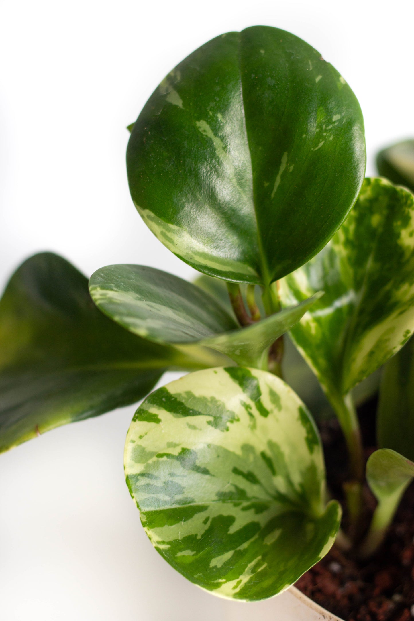 Peperomia Batik
