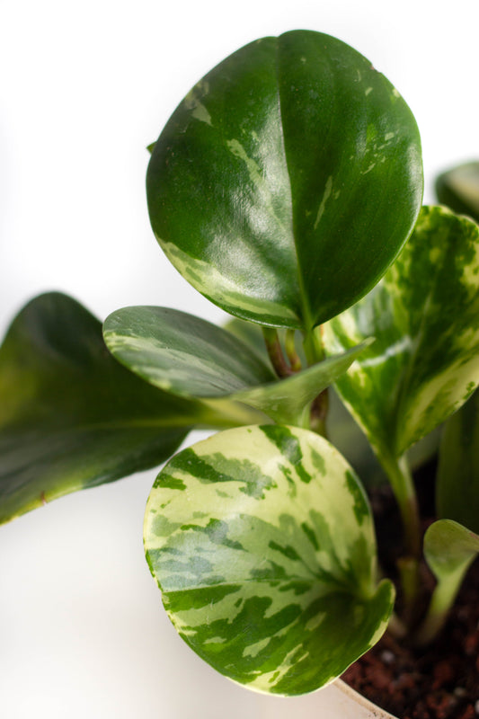 Peperomia Batik