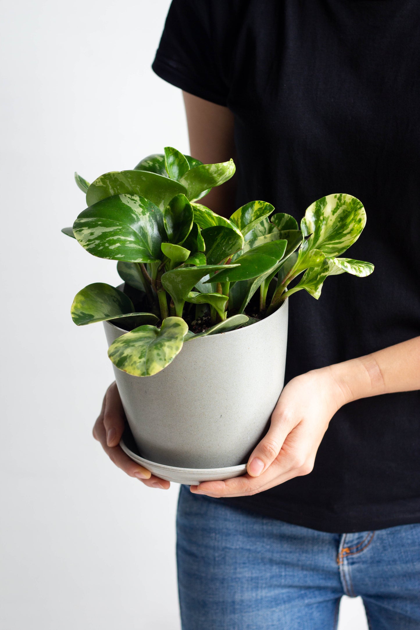 Peperomia Batik