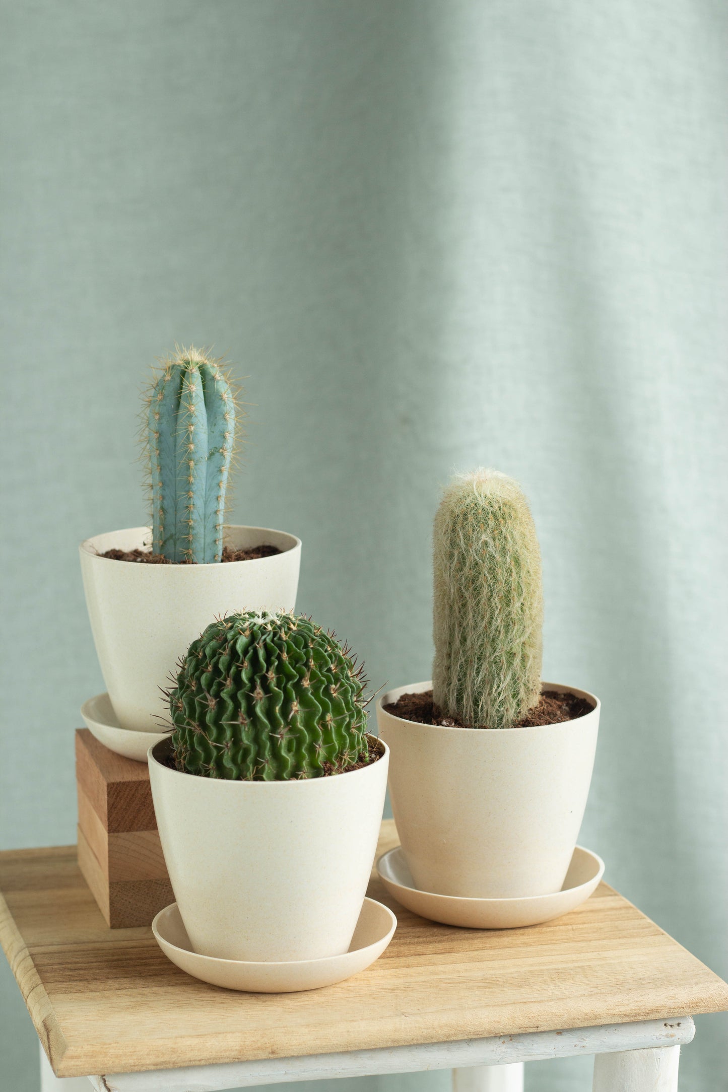 Wisemen Cacti Set