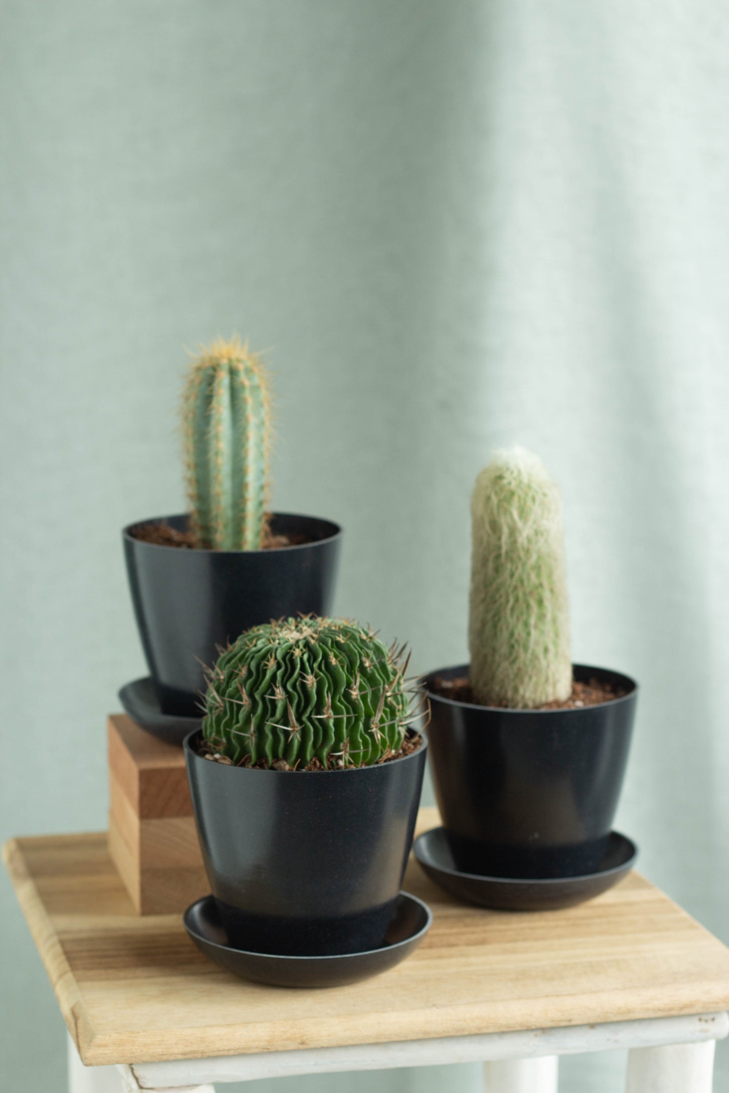 Wisemen Cacti Set