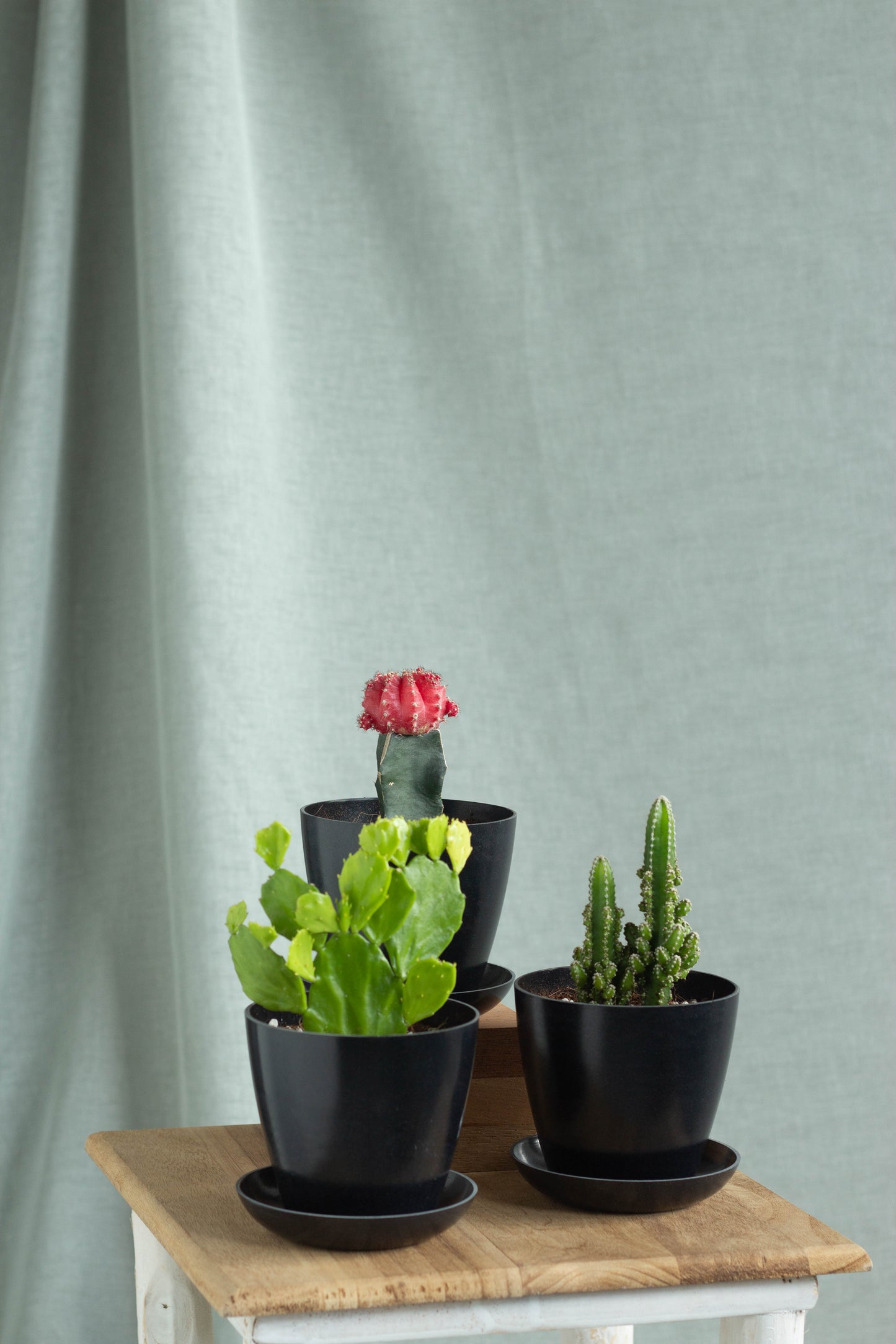 Fairytale Cacti Set