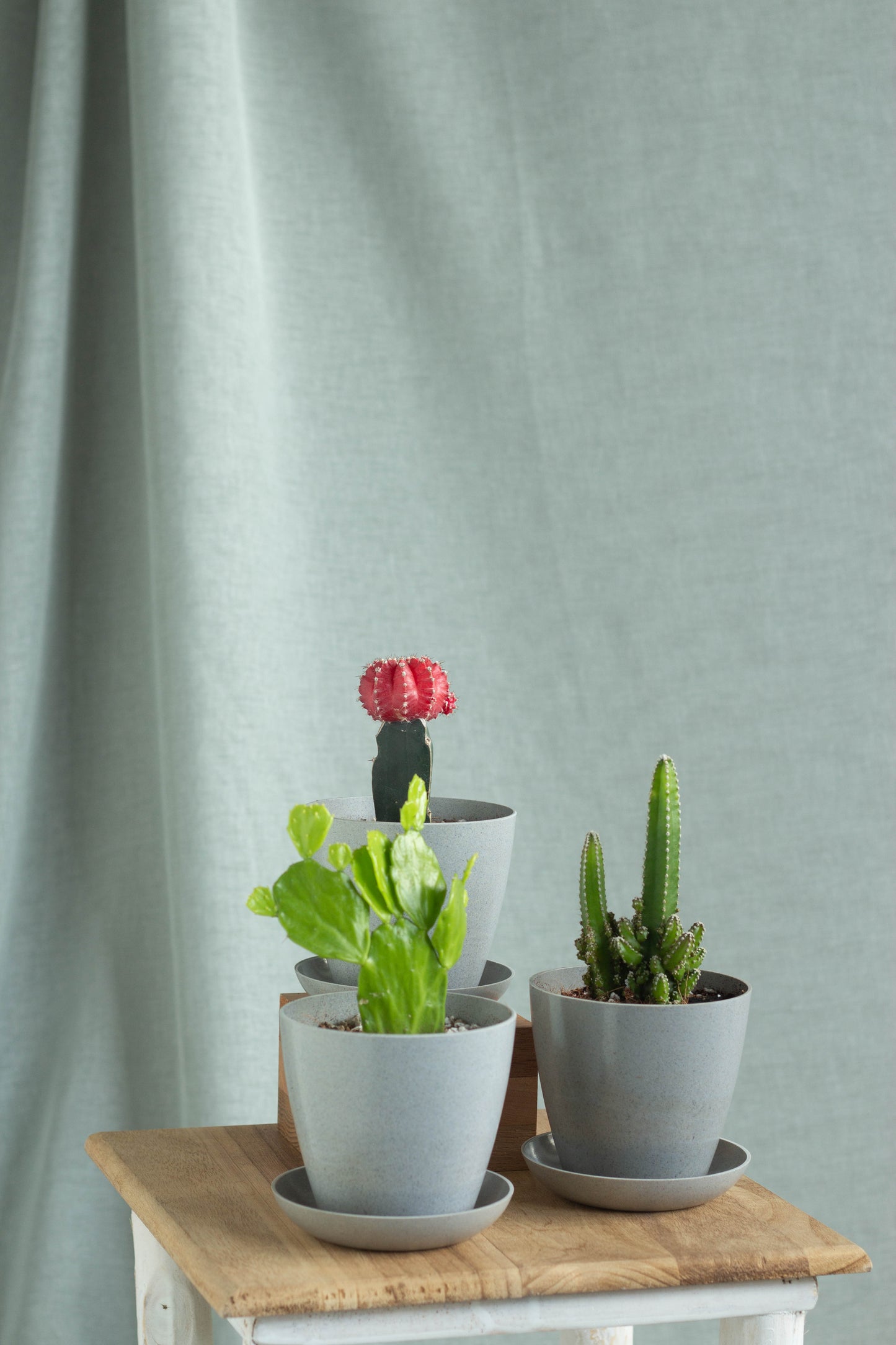Fairytale Cacti Set