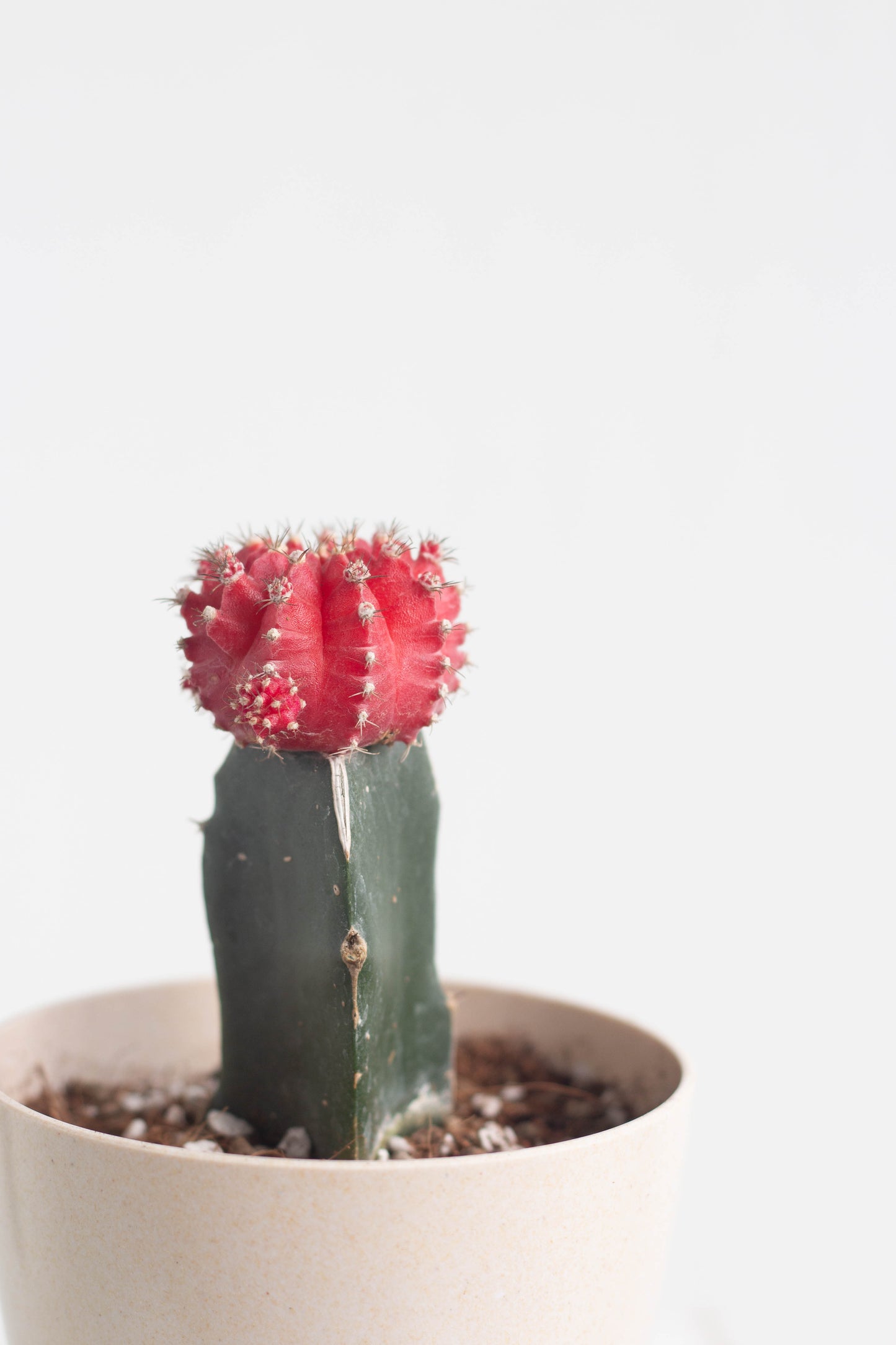 Closeup-Moon Cactus