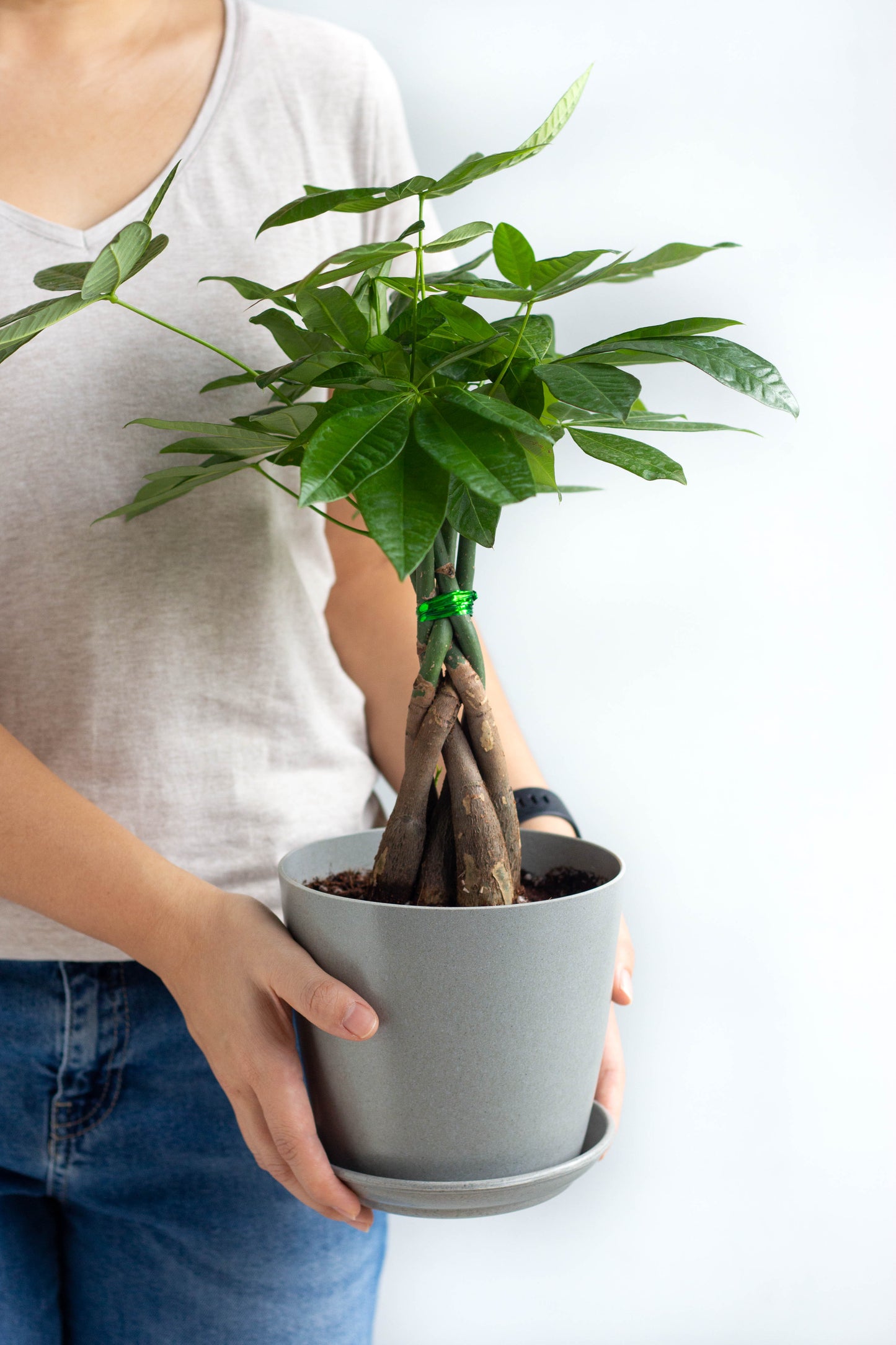 Braided Money Tree