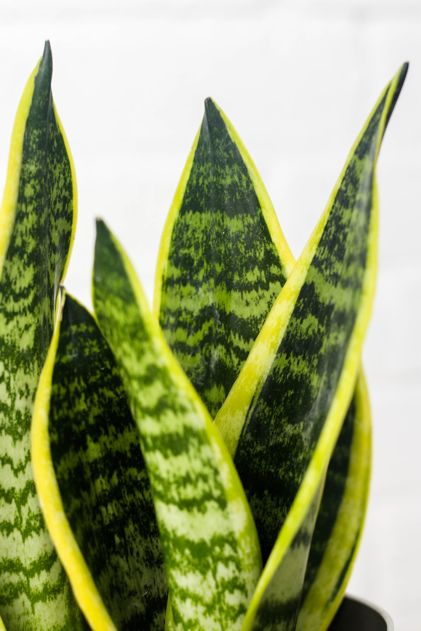 Closeup-Sansevieria
