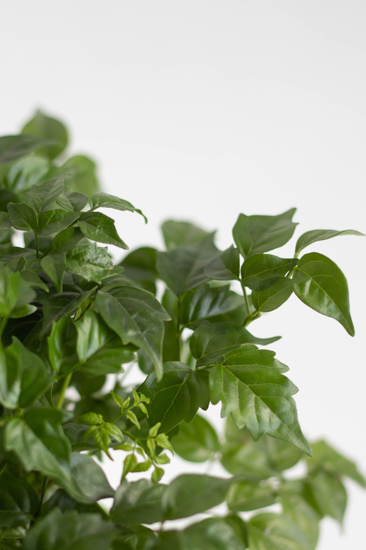 China Doll Plant