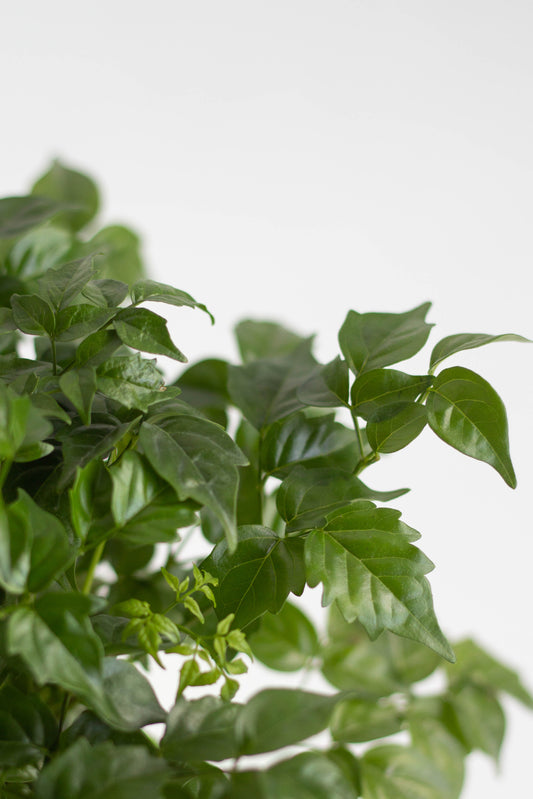 China Doll Plant