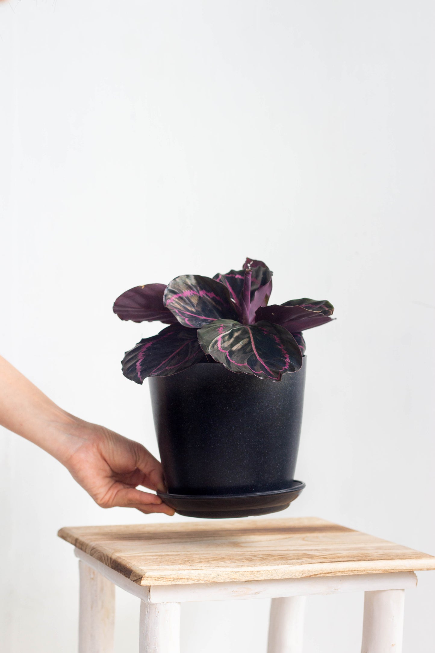 Calathea Dottie